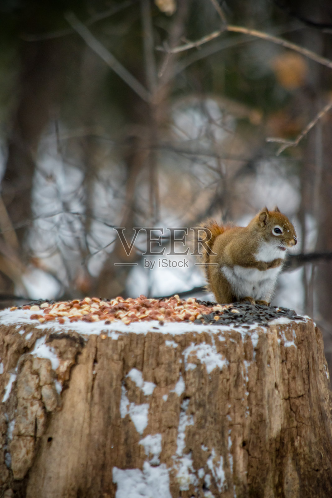 耐心地等待照片摄影图片