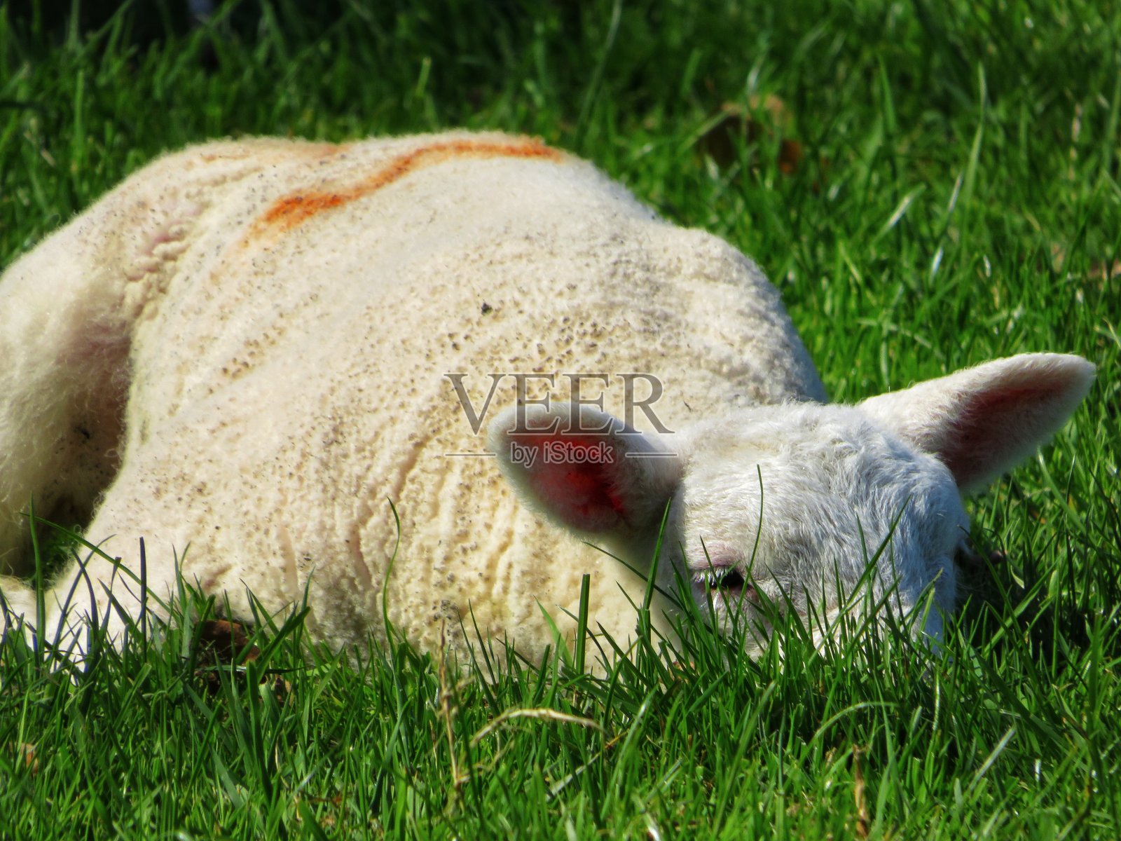 沉睡的羊照片摄影图片