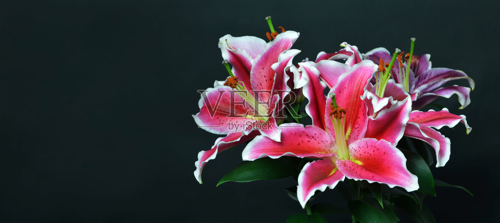 百合花在深色背景与复制空间照片摄影图片