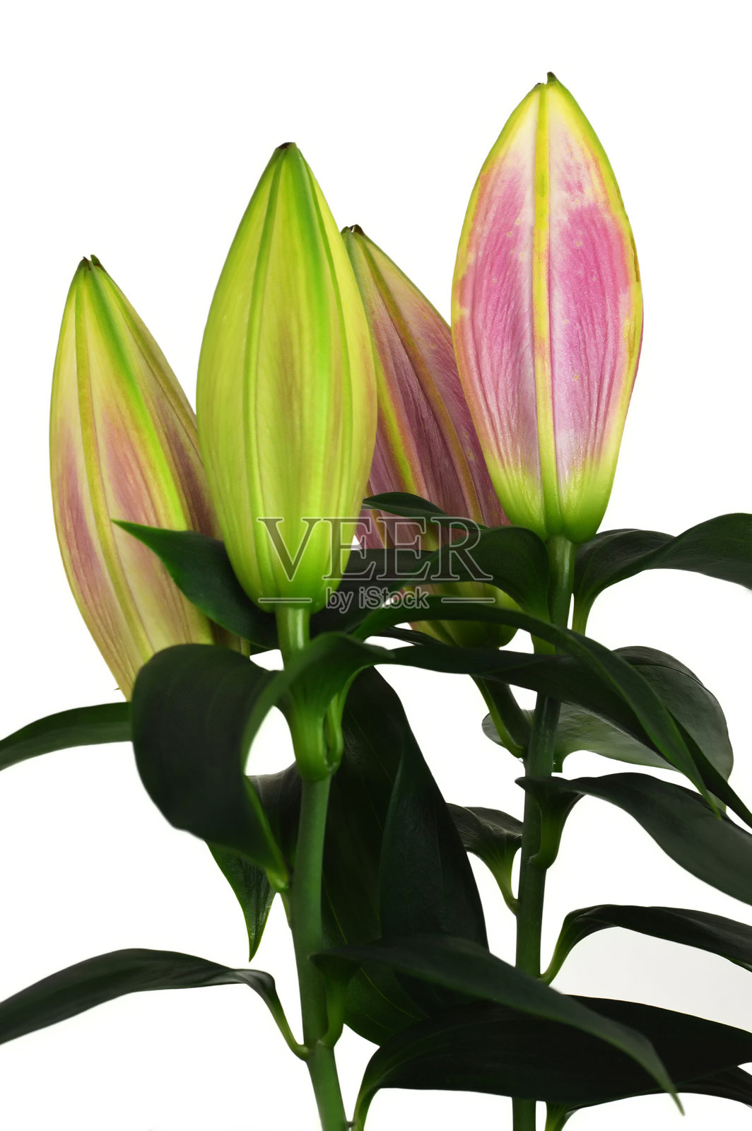 天文学家百合花蕾孤立在白色的背景照片摄影图片