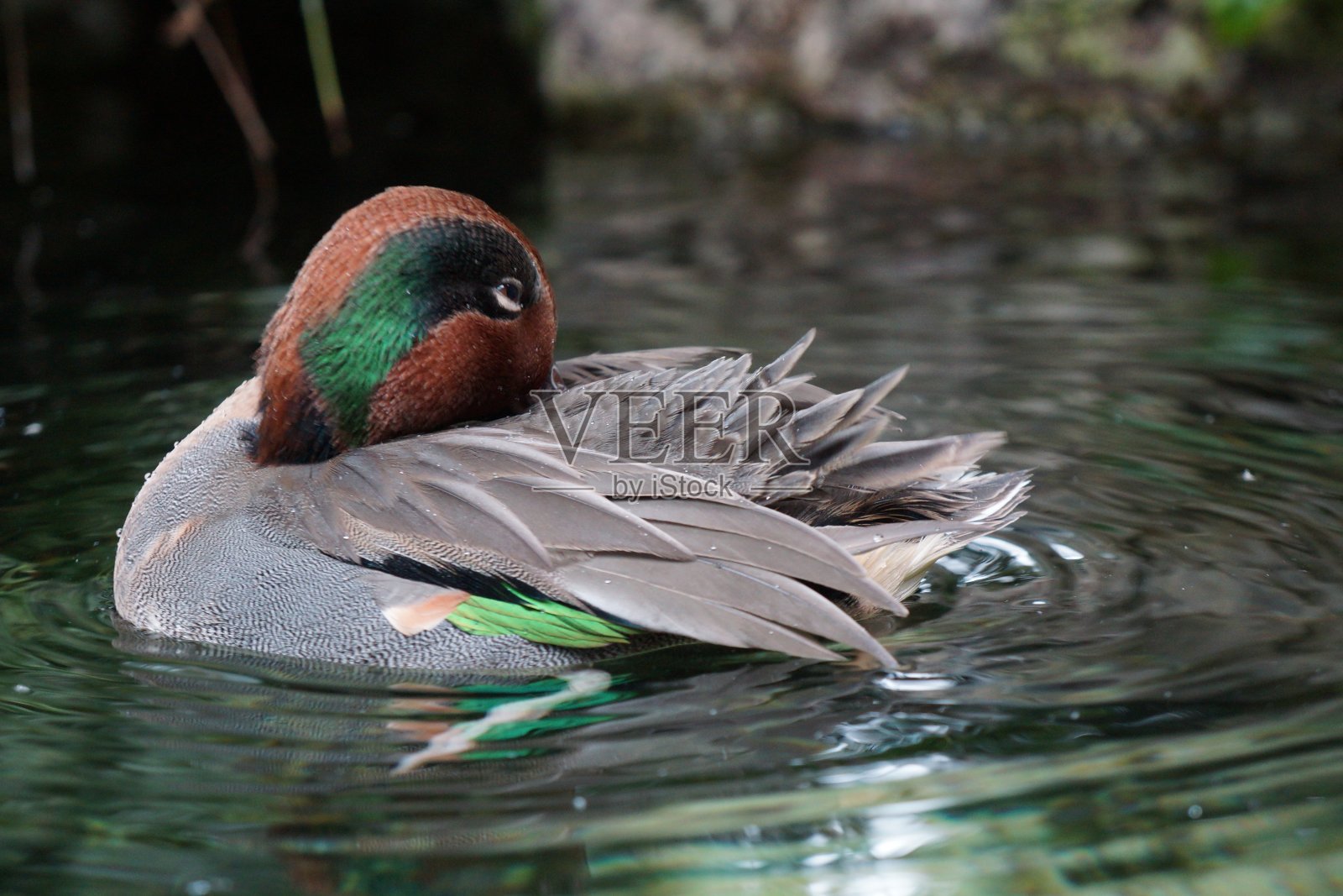 灰鹤照片摄影图片