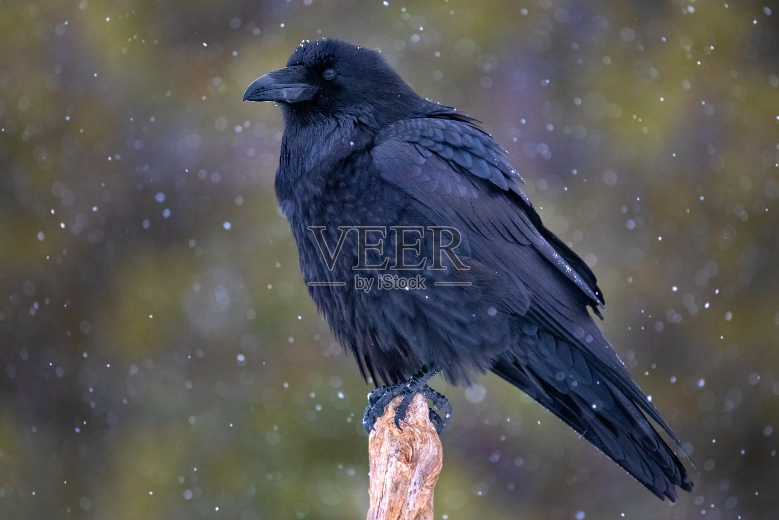 冬雪中的乌鸦栖息在树桩上照片摄影图片