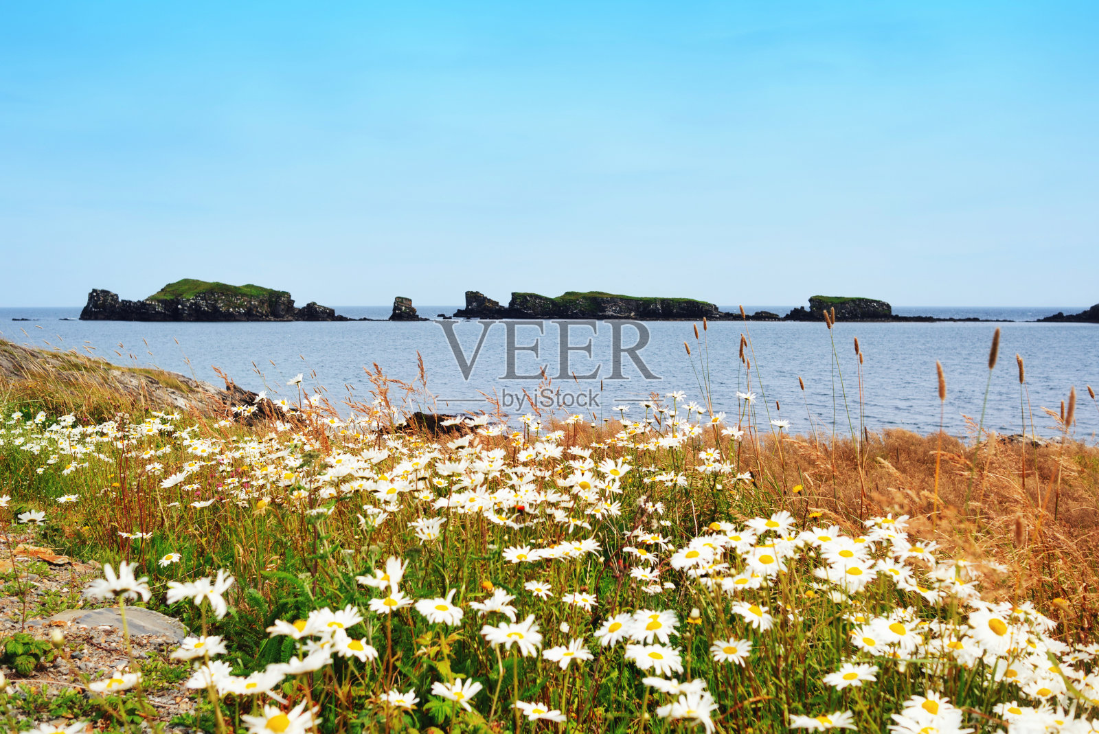 风景与野花在纽芬兰岛，加拿大照片摄影图片