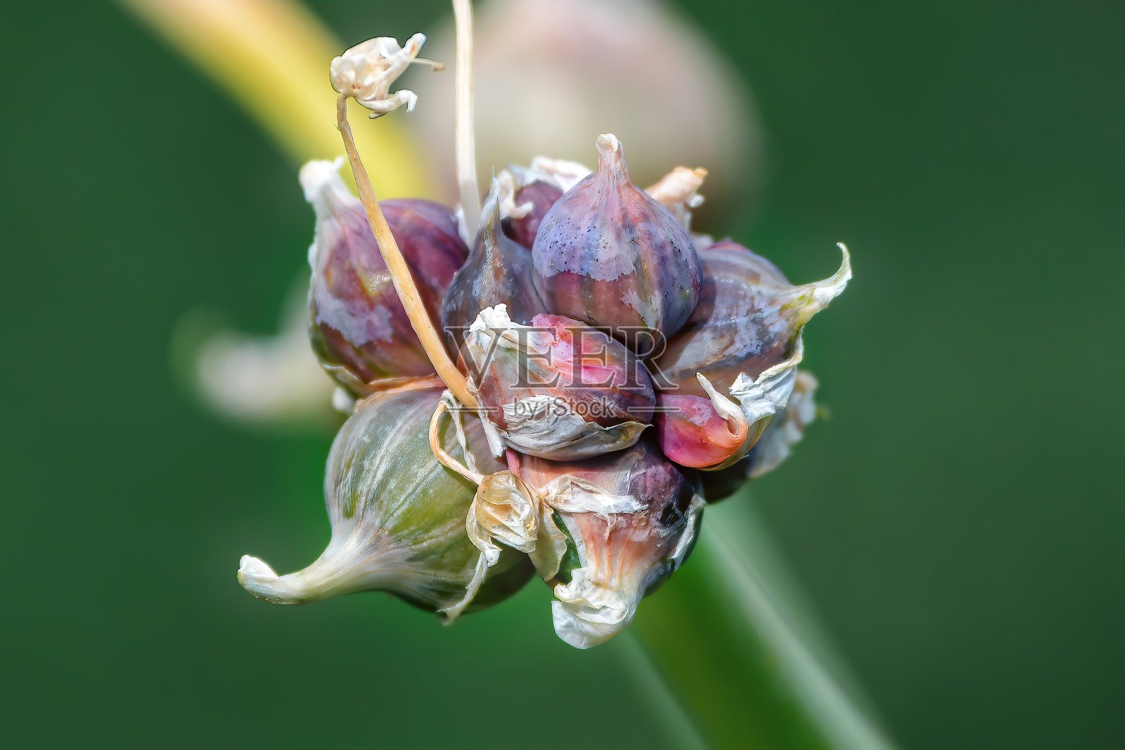 洋葱头照片摄影图片