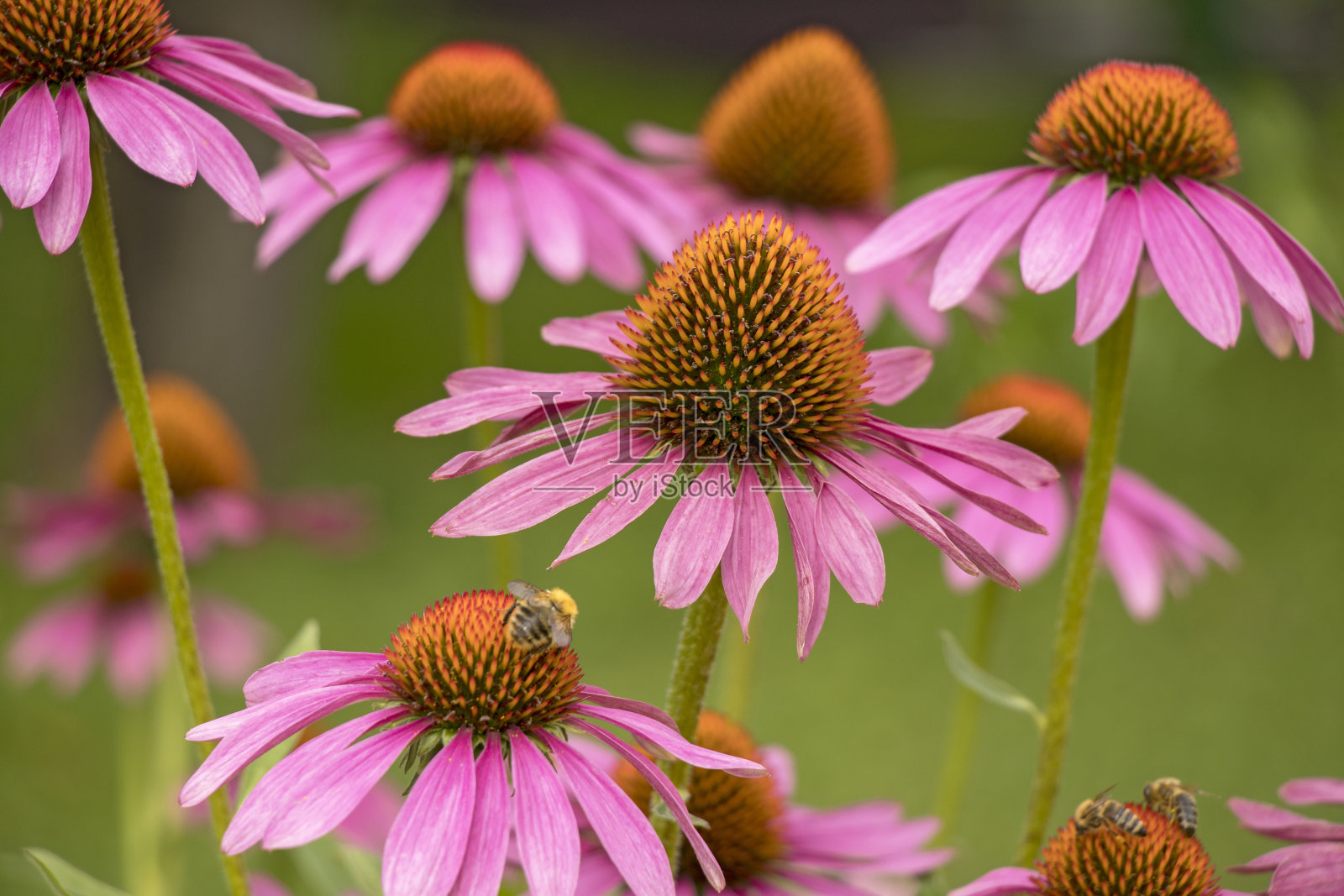 紫锥菊照片摄影图片