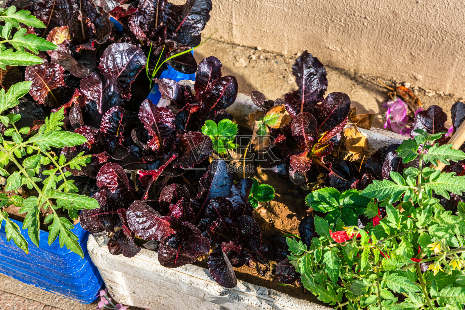 鲜花和绿色的植物，春天的草地照片摄影图片