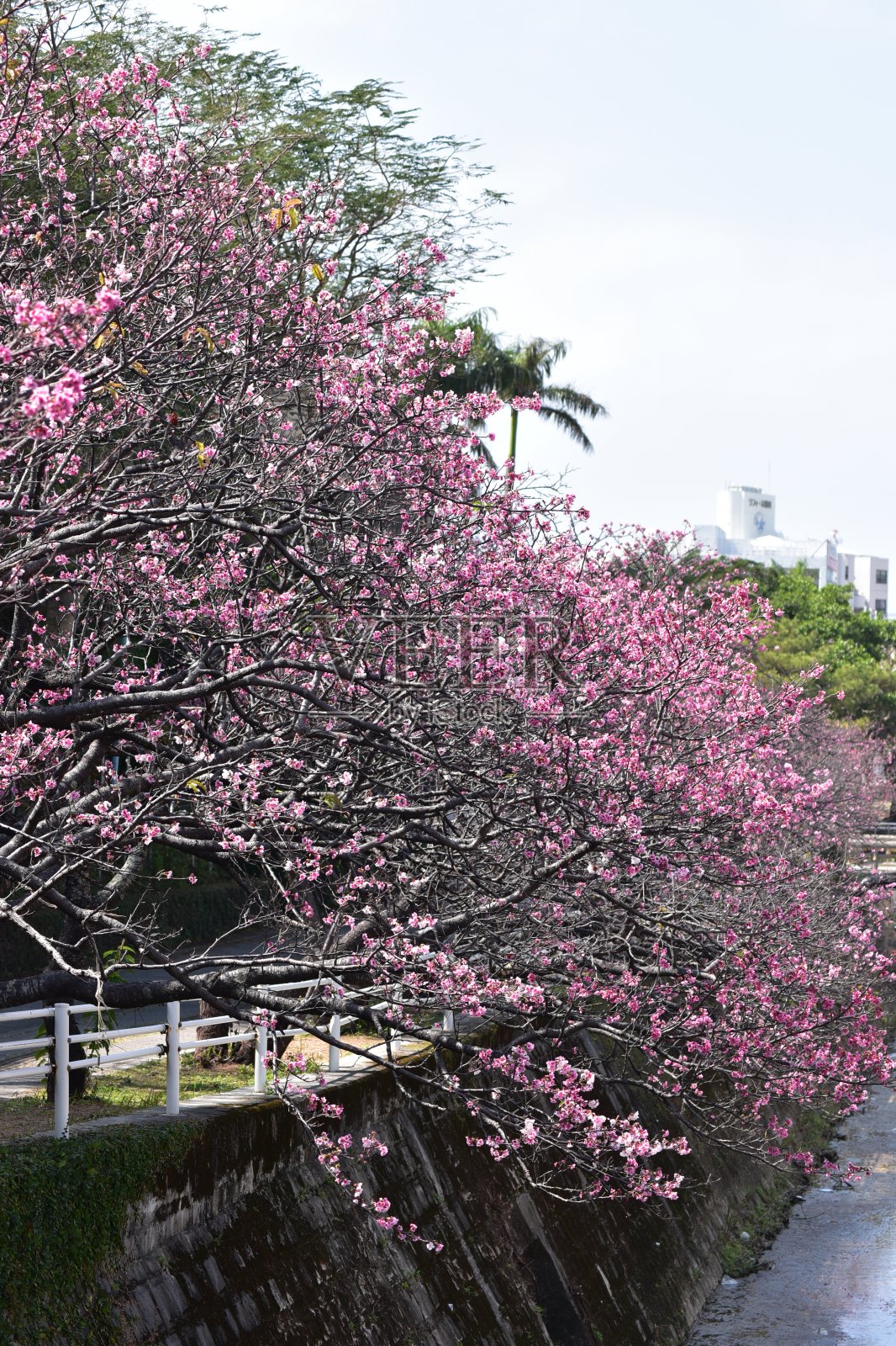 樱花盛开在冲绳公园照片摄影图片