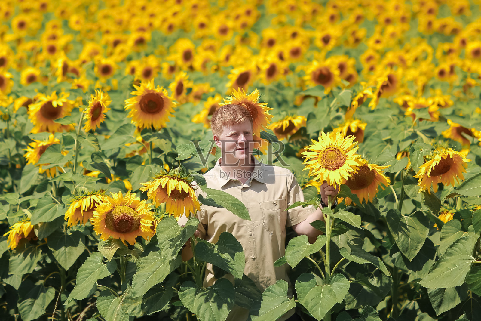 男子站在夏季向日葵花田中央照片摄影图片