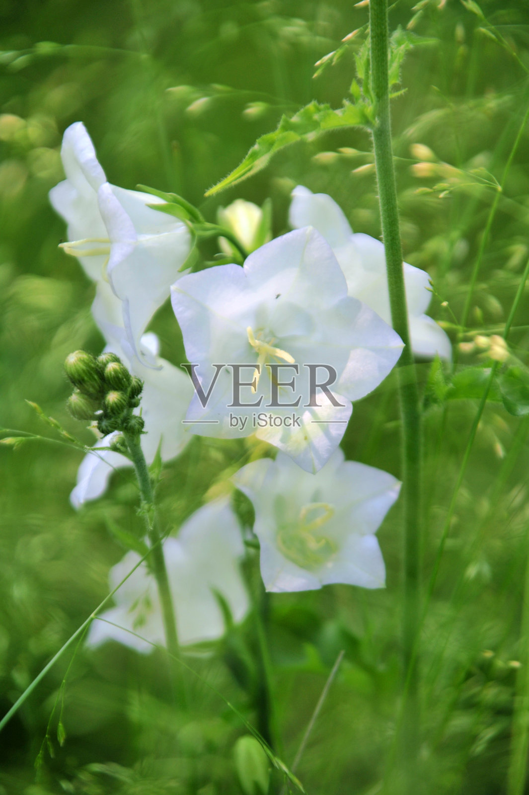 白色的野花照片摄影图片