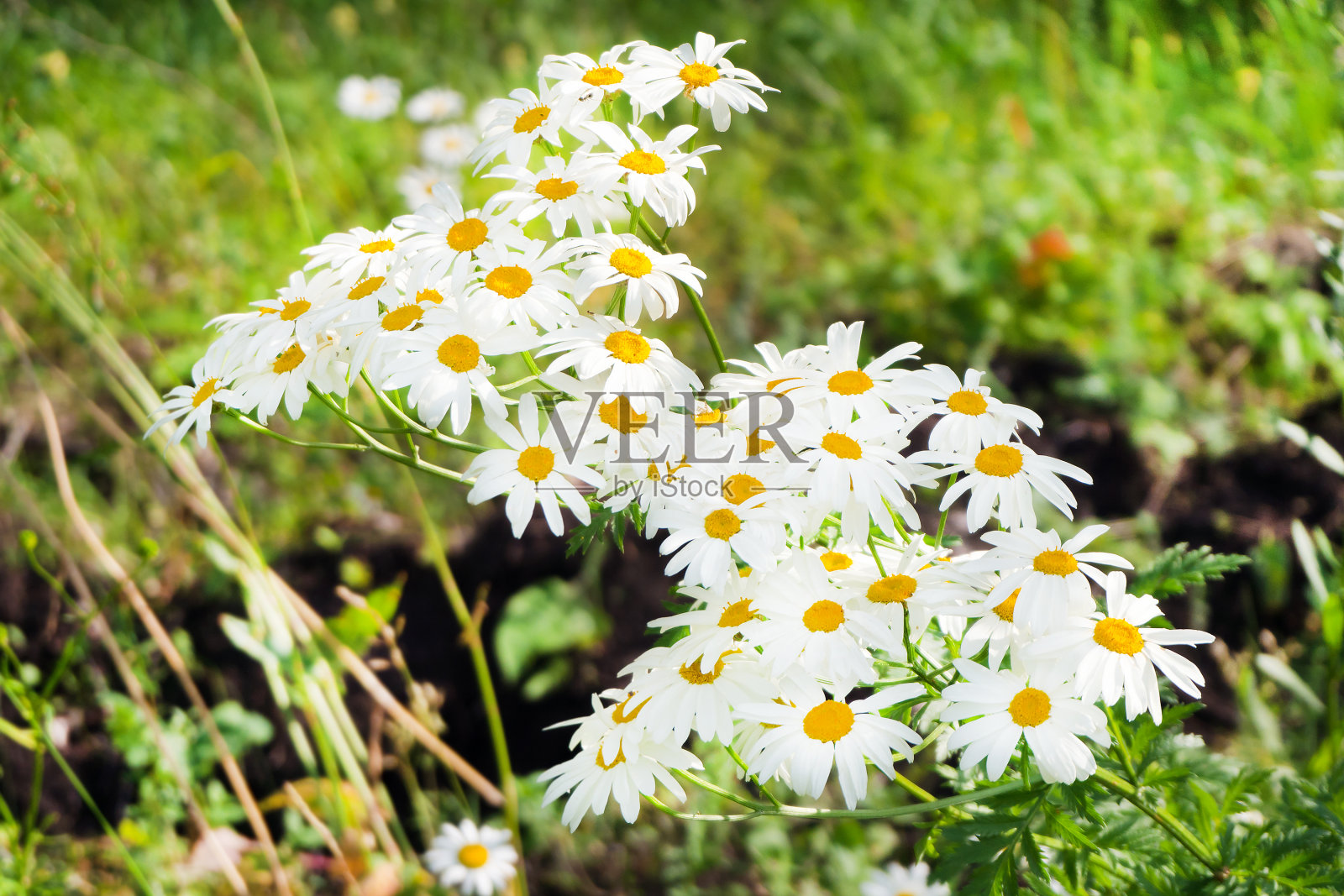 绿草背景上的一束白色雏菊。夏天阳光灿烂的风景。照片摄影图片