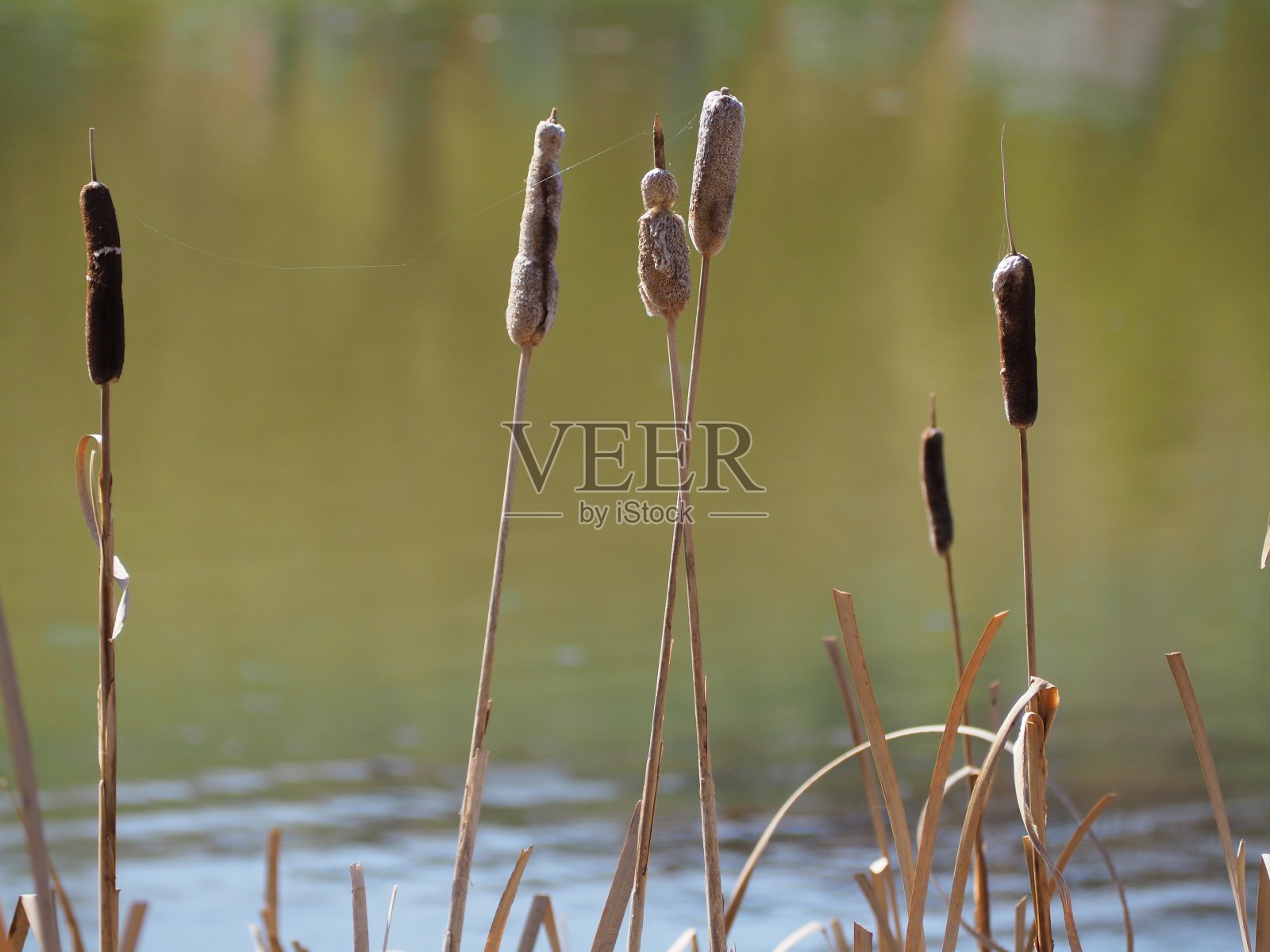 春天香蒲照片摄影图片