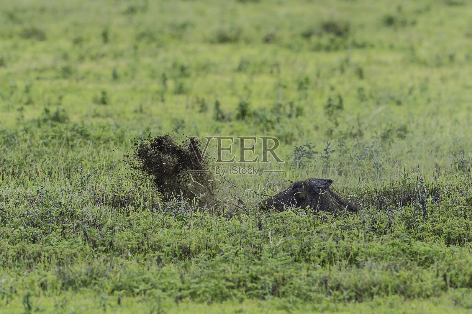 普通疣猪(非洲疣猪)是猪科的野生成员。恩戈罗戈罗保护区，坦桑尼亚联合共和国照片摄影图片