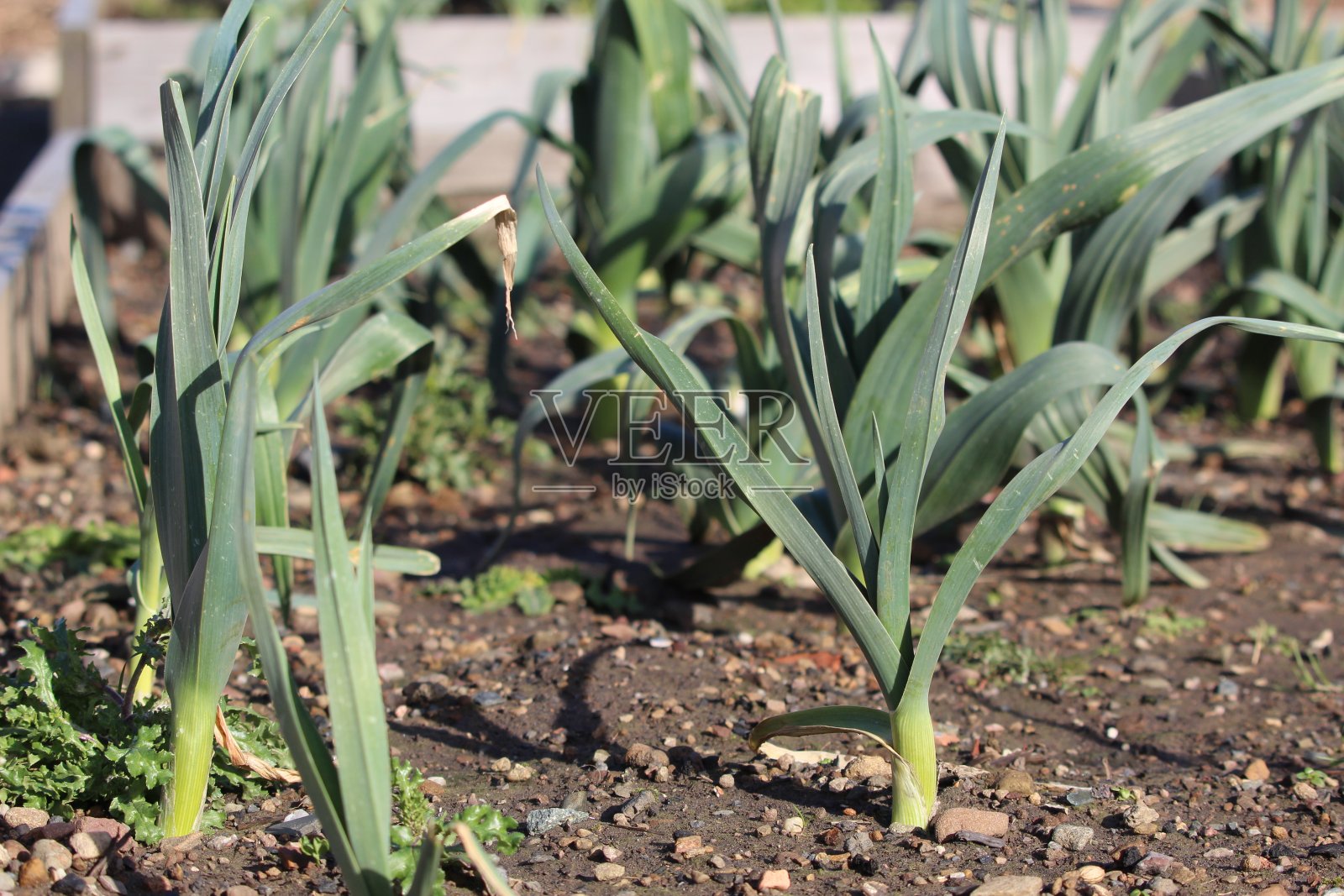 准备收割的韭菜照片摄影图片