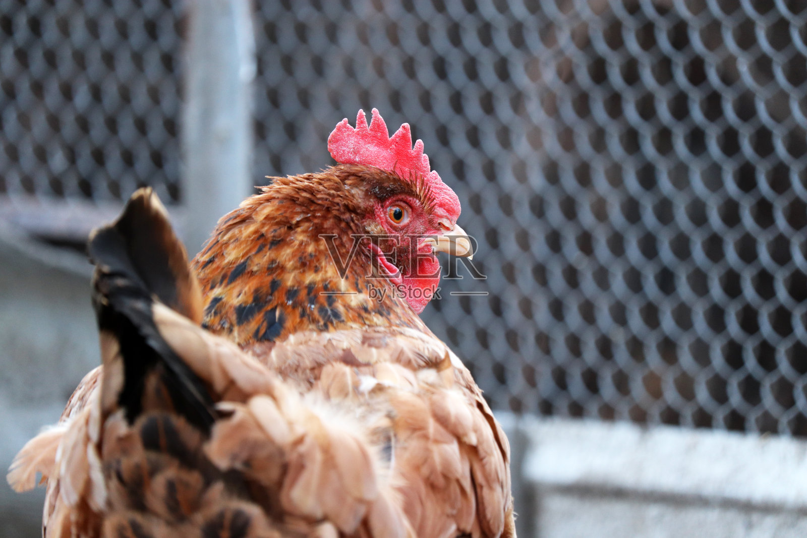 养鸡场，选择性聚焦照片摄影图片