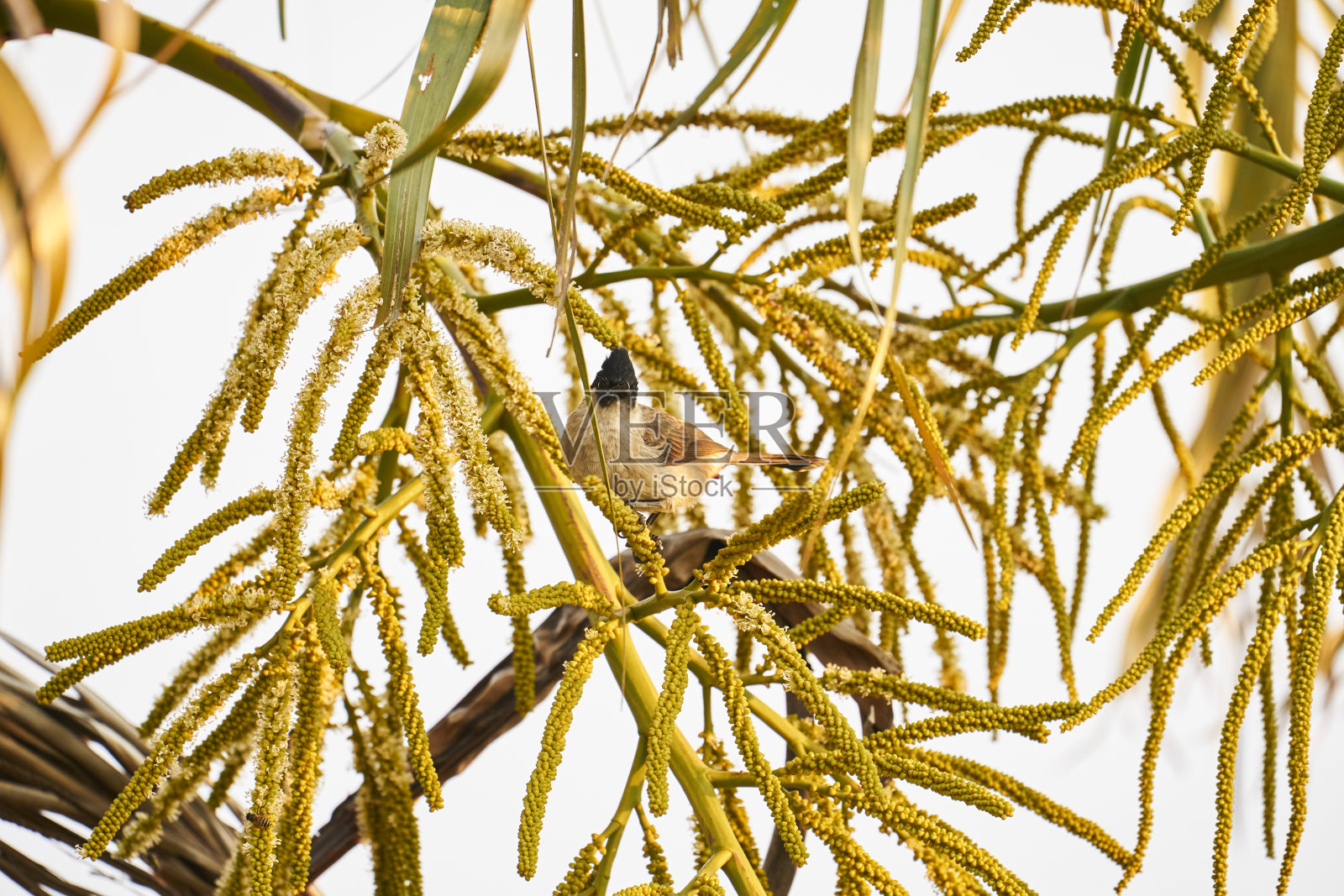 泰国考考高原美丽的自然景观。照片摄影图片