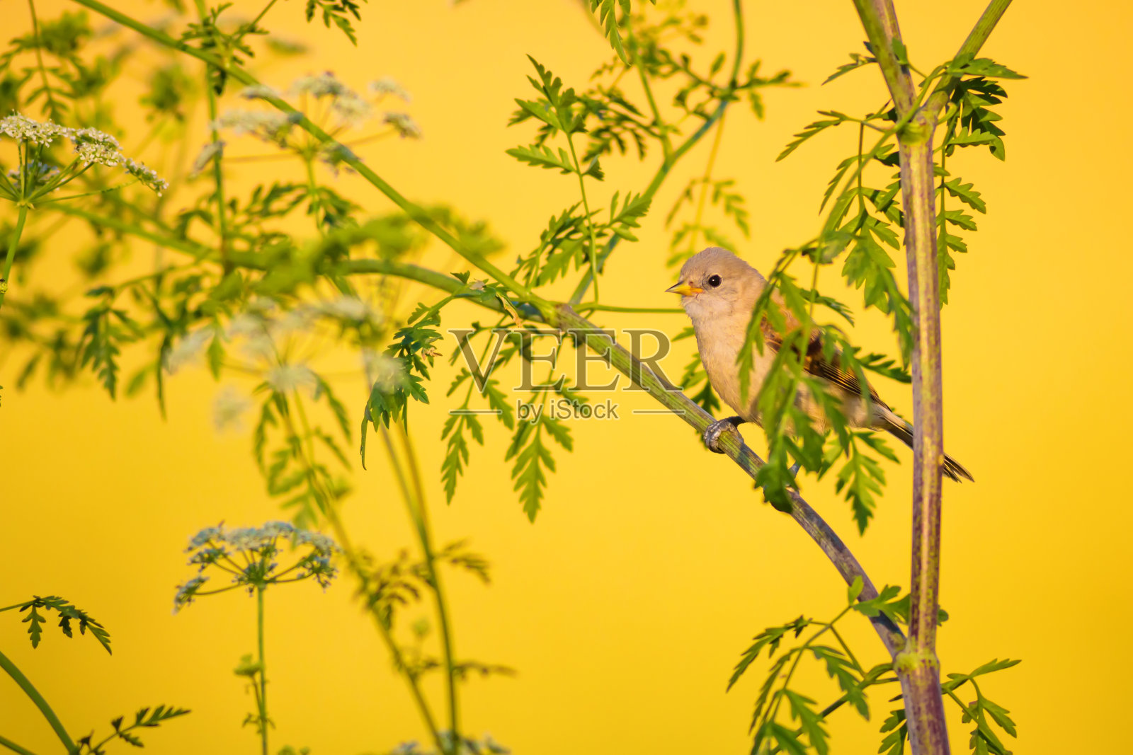 可爱的鸟。绿色的树枝和黄色的背景。欧亚雌雀。照片摄影图片