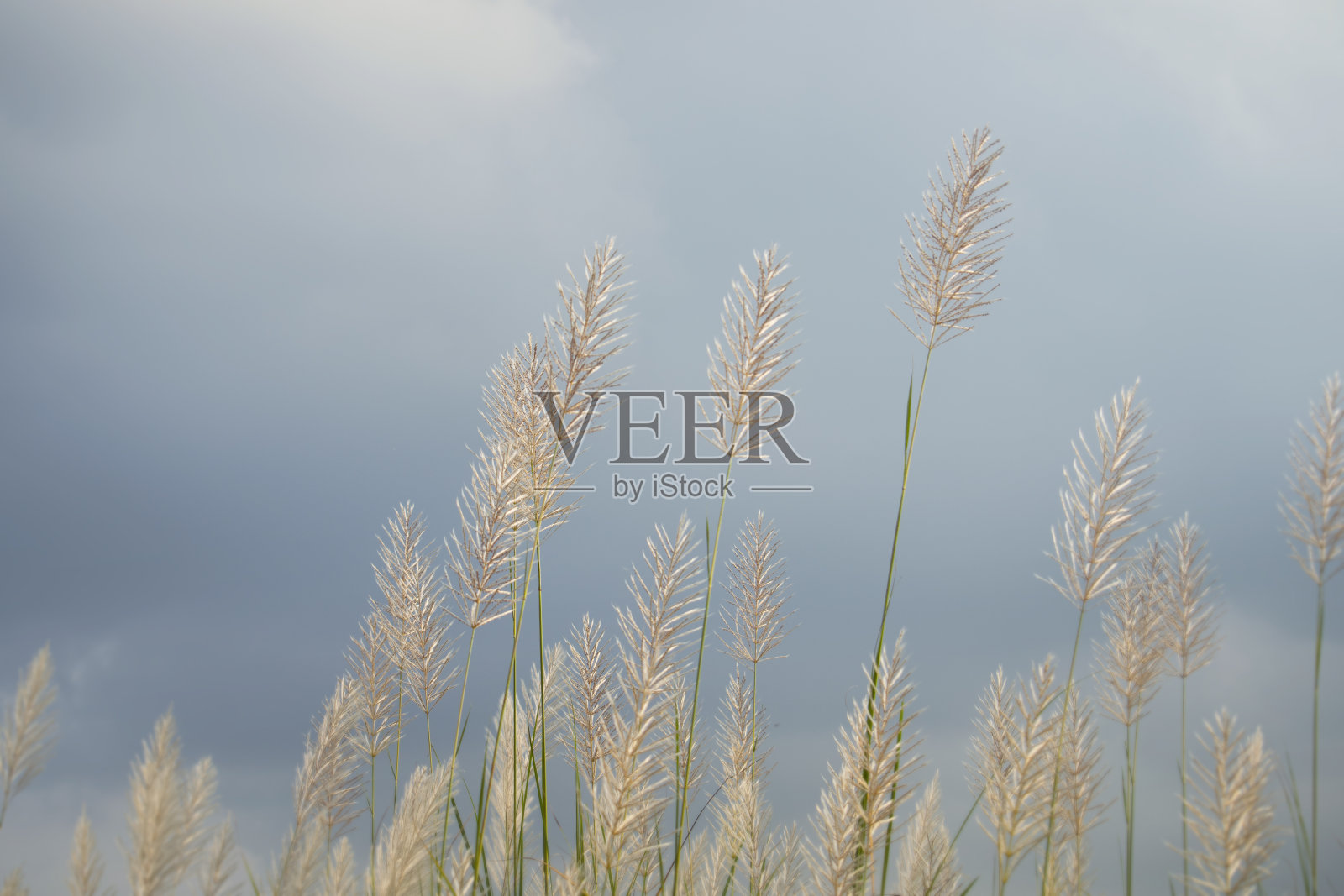 糖葫芦花在阴天背景下，金色束草，风平气和照片摄影图片