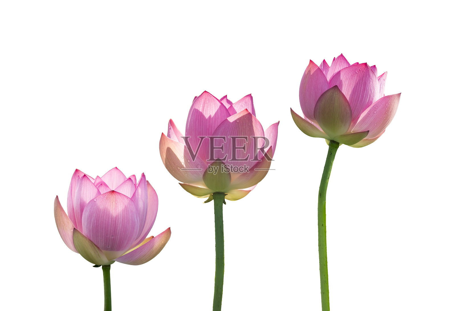 粉红色的荷花孤立在白色上照片摄影图片