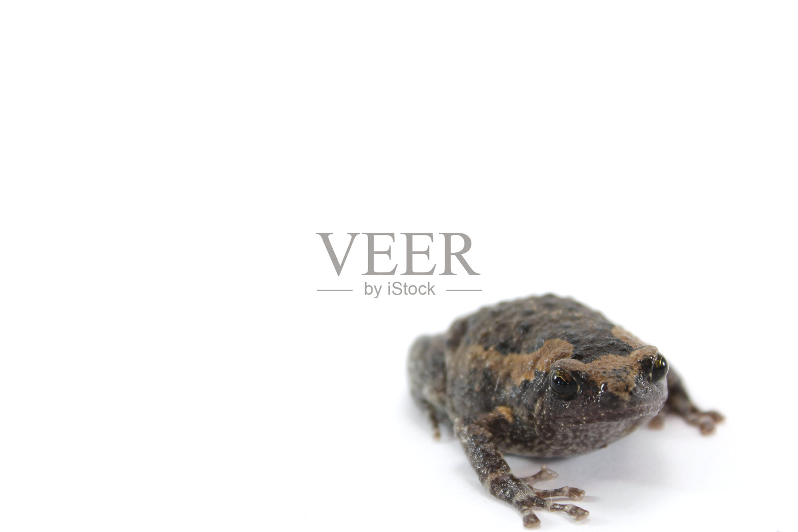 亚洲narrowmouth蟾蜍照片摄影图片