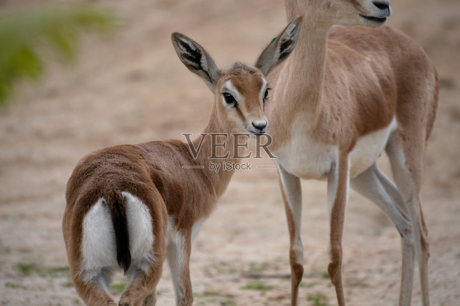 快乐的羚羊幼崽照片摄影图片