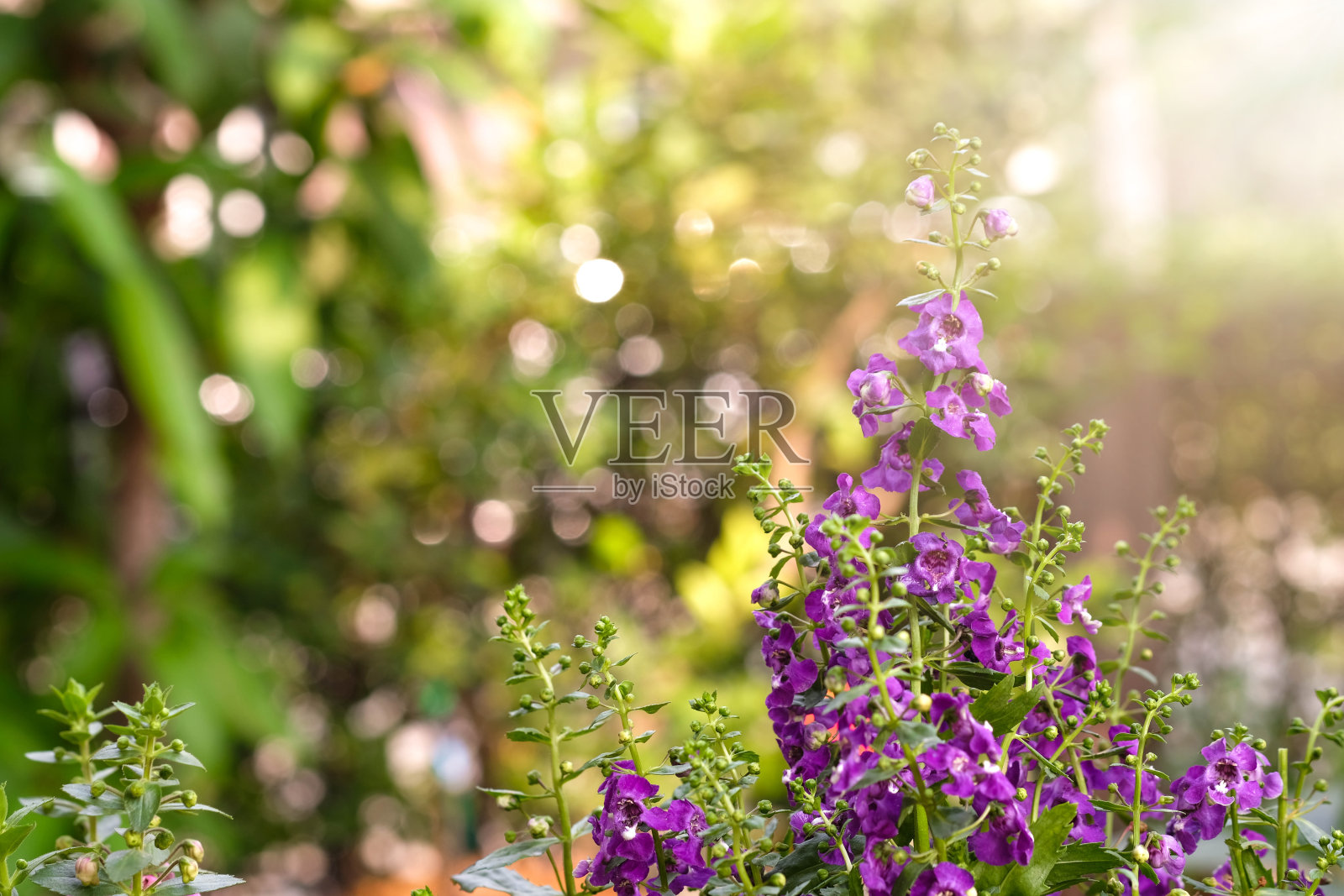 靠近美丽的Waew Wichian与阳光。(Angelonia goyazensis Benth;泰国风格的勿忘我)照片摄影图片