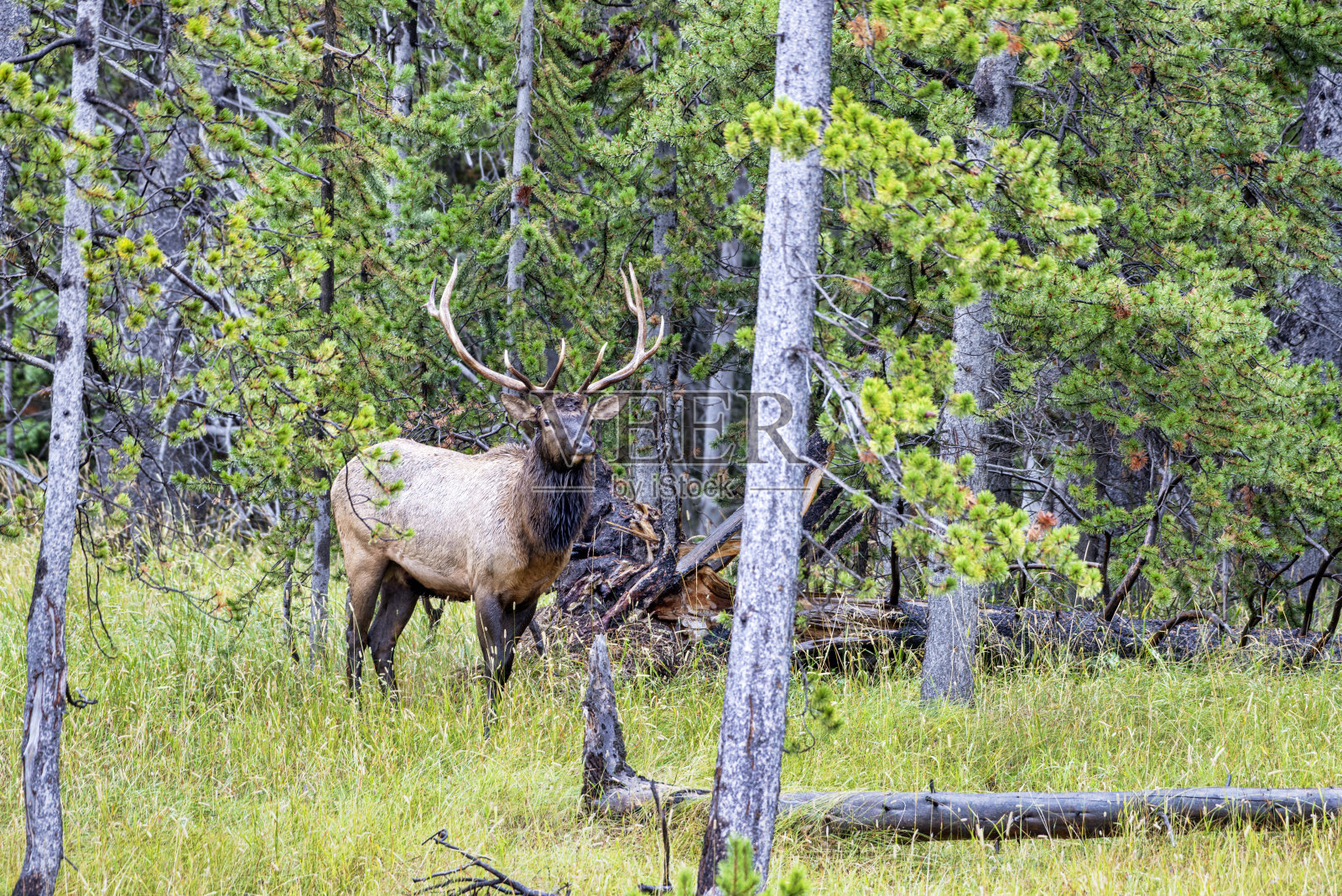 森林边缘的麋鹿照片摄影图片