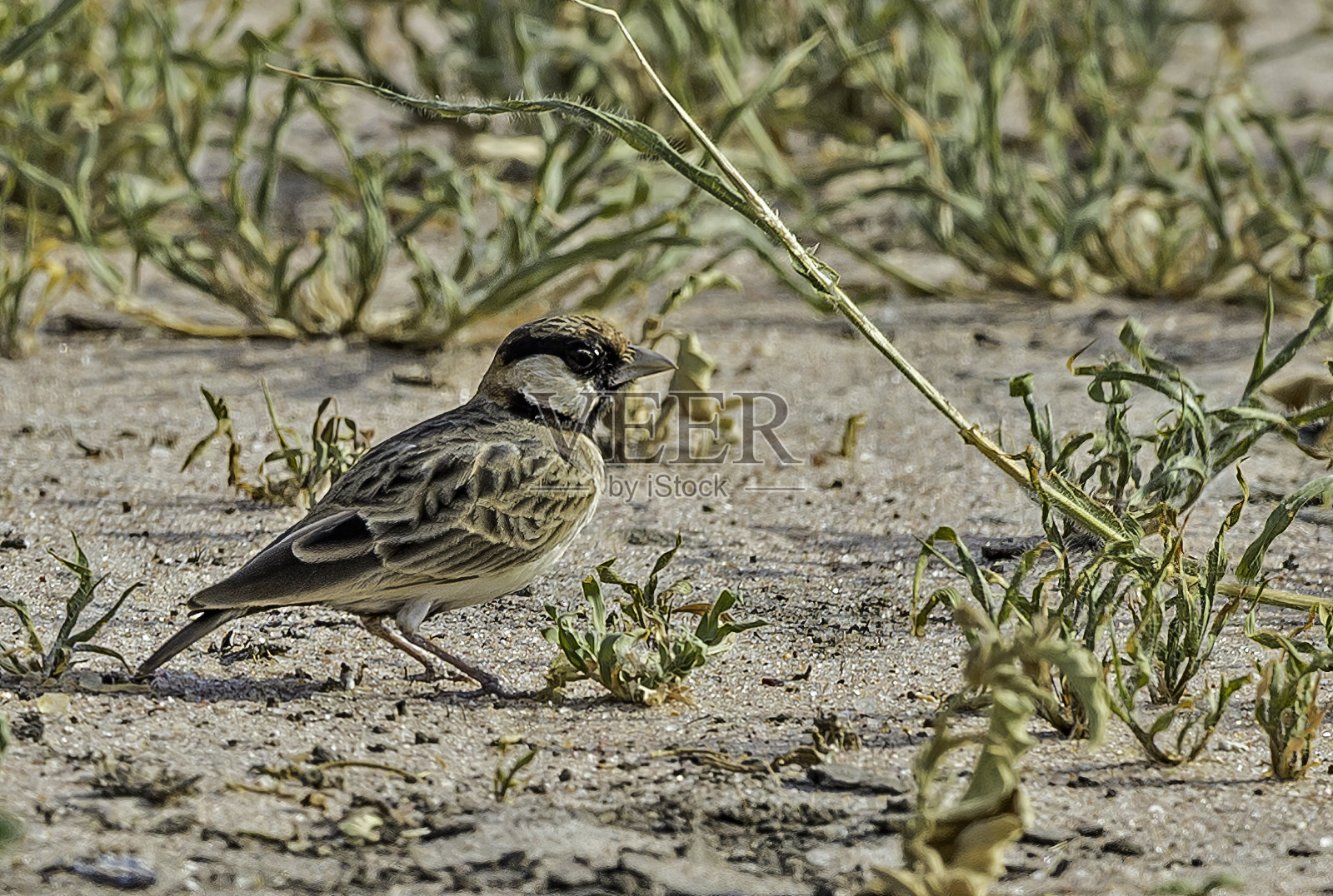 菲舍尔雀鸟或菲舍尔雀鸟是雀形目雀形目鸟科的一种。坦桑尼亚的Tarangire国家公园照片摄影图片
