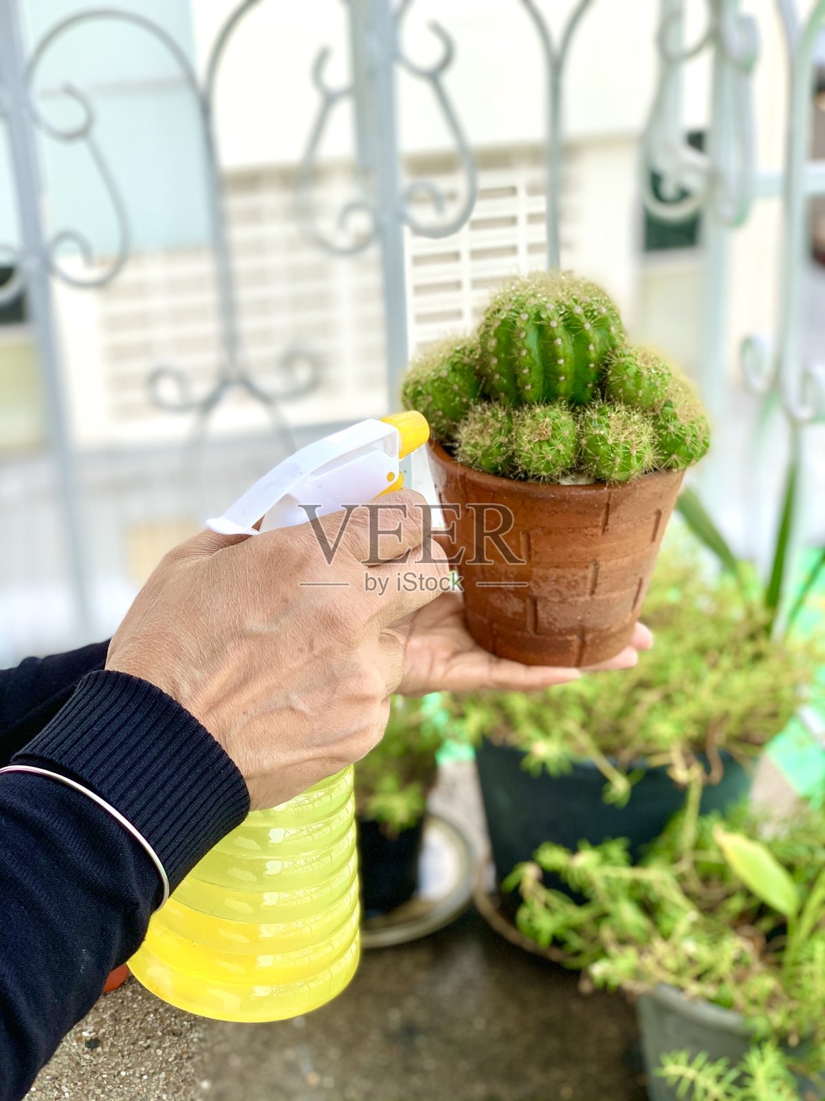 水的植物照片摄影图片