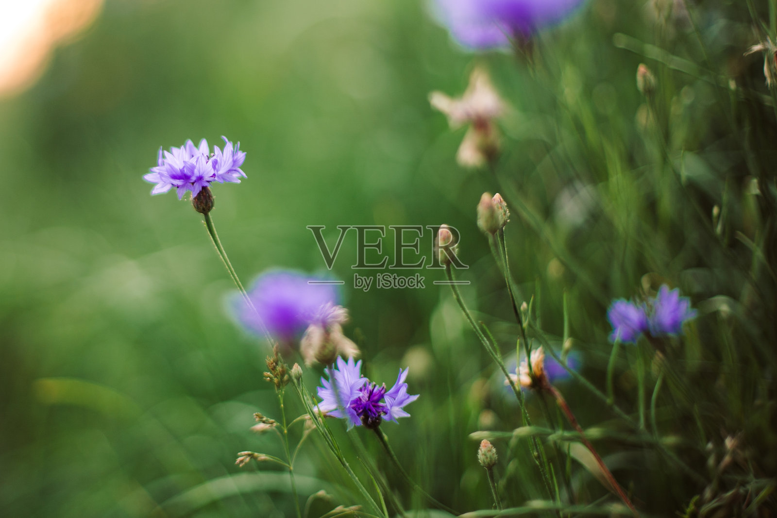 矢车菊和绿色的草在夕阳的夏季草地，选择性的焦点。大气美丽的时刻。乡间的夏日，温暖的阳光下盛开着矢车菊。环境照片摄影图片