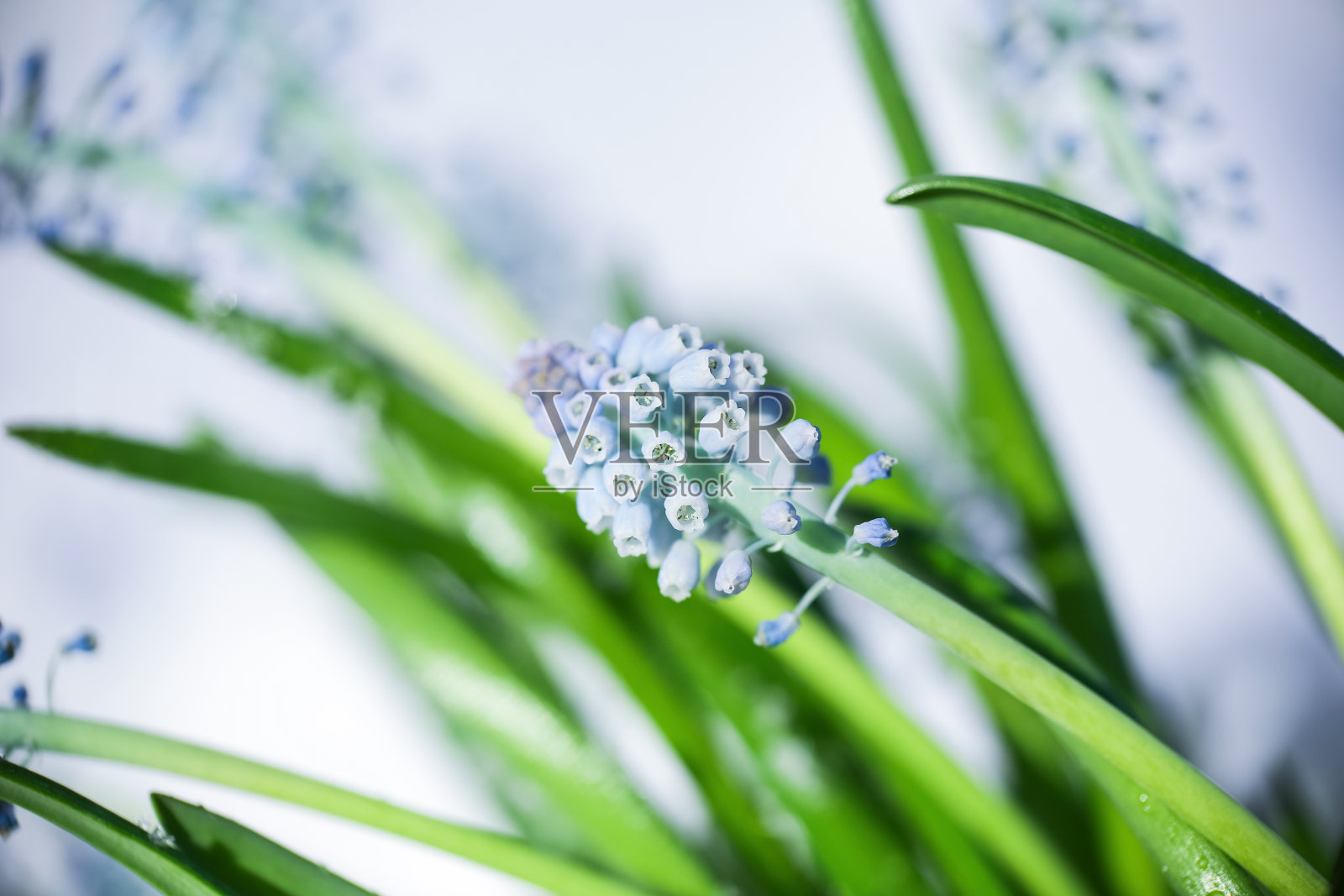 雪中的花照片摄影图片