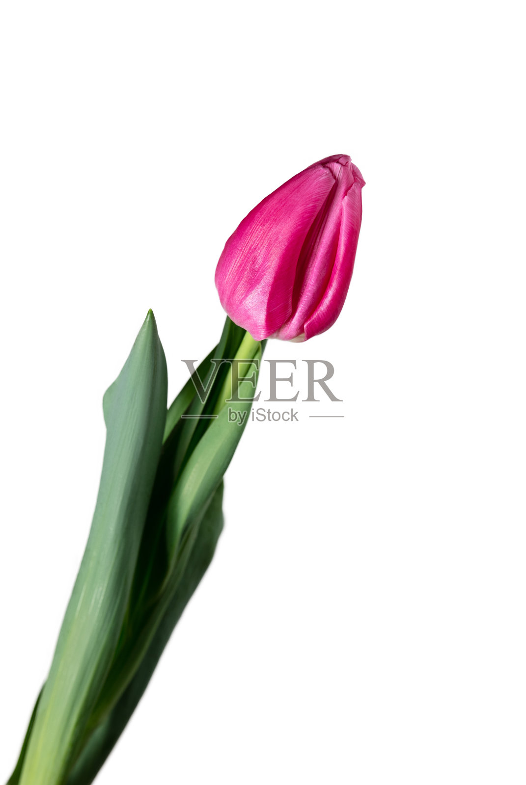 近距离的美丽的郁金香孤立在白色的背景照片摄影图片