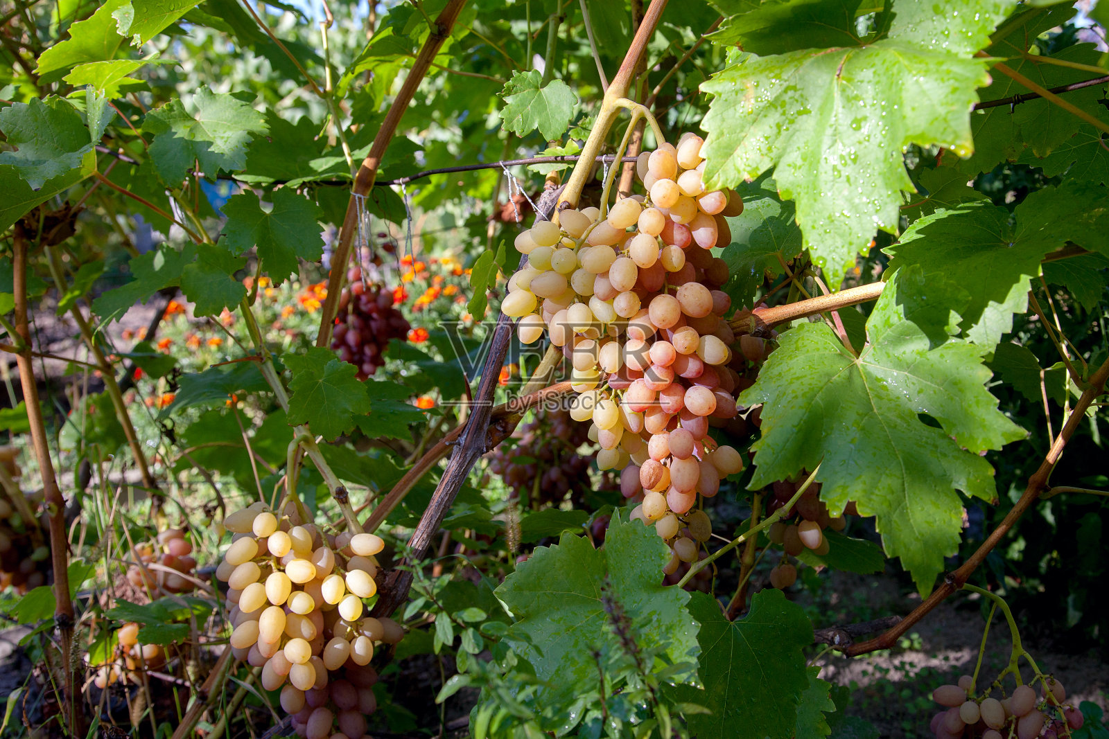 花园里有一串带大浆果的粉红葡萄照片摄影图片