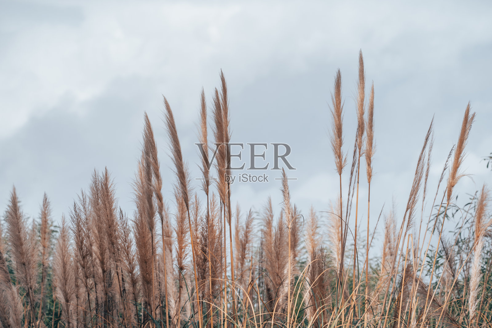 葡萄牙Praia do Barril海滩附近的沼泽沼泽地区的芦苇照片摄影图片