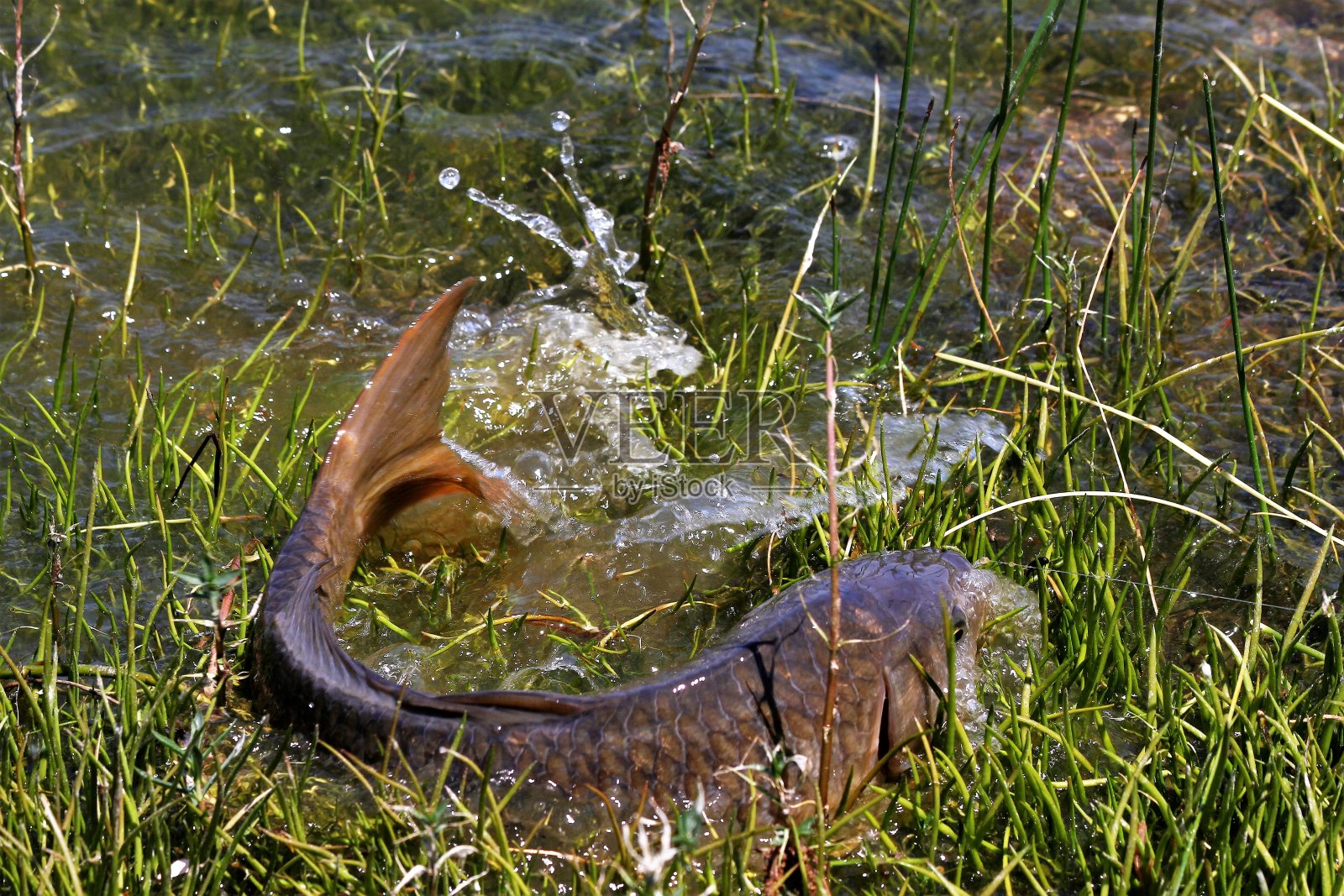 帐篷照片摄影图片