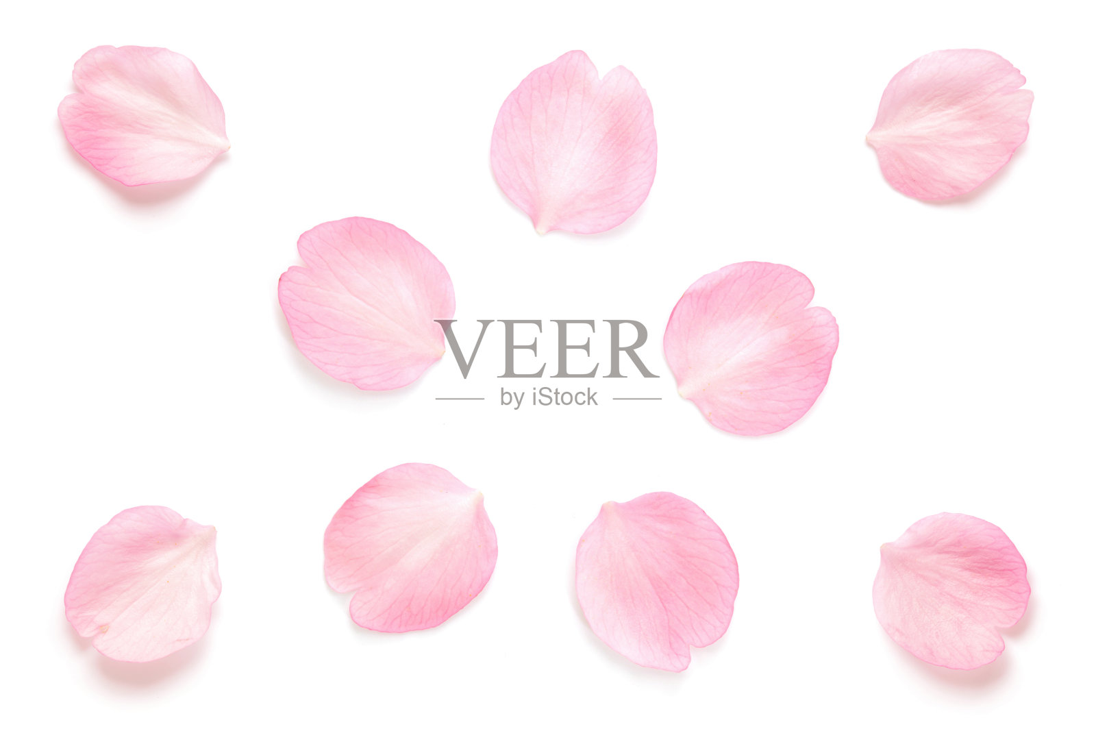 白色背景上的日本粉色樱花花瓣照片摄影图片