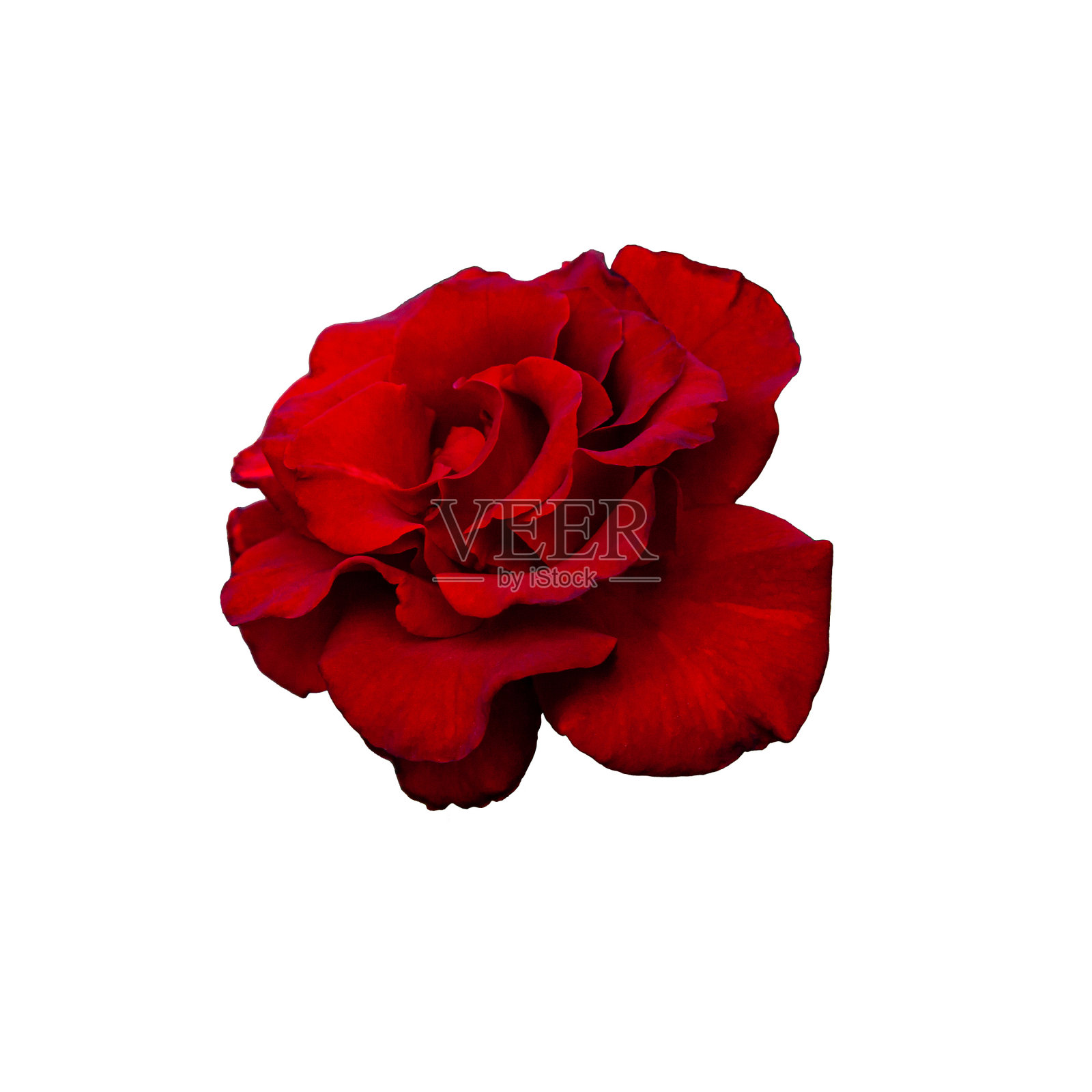 白色孤立背景上的红玫瑰。照片摄影图片