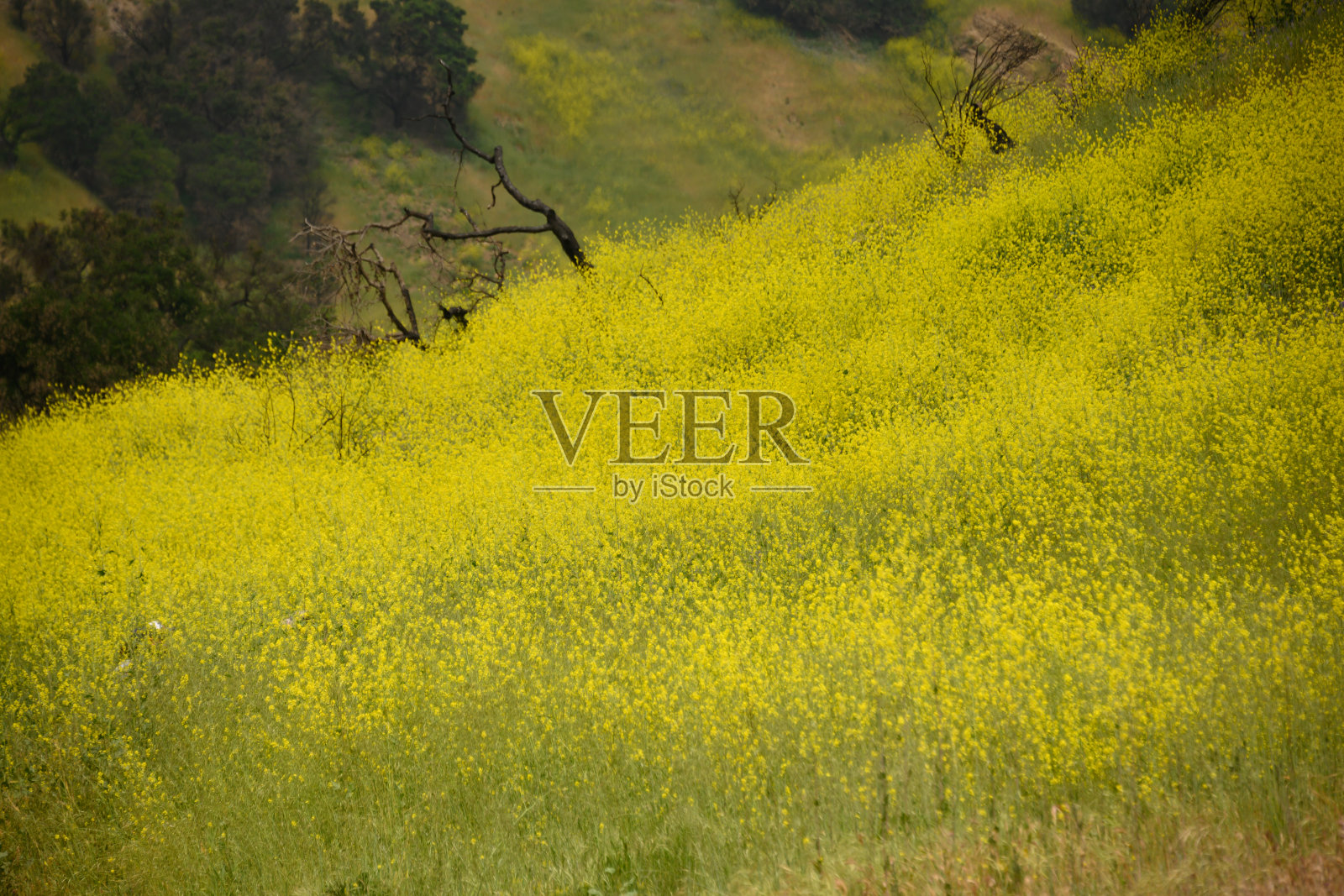 黄花覆盖的山丘照片摄影图片