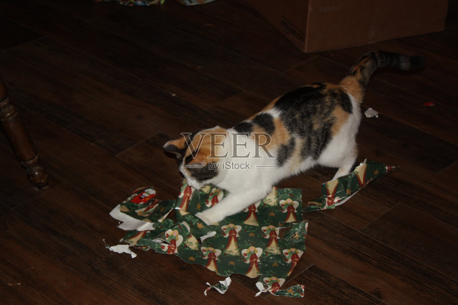 猫在玩包装纸照片摄影图片