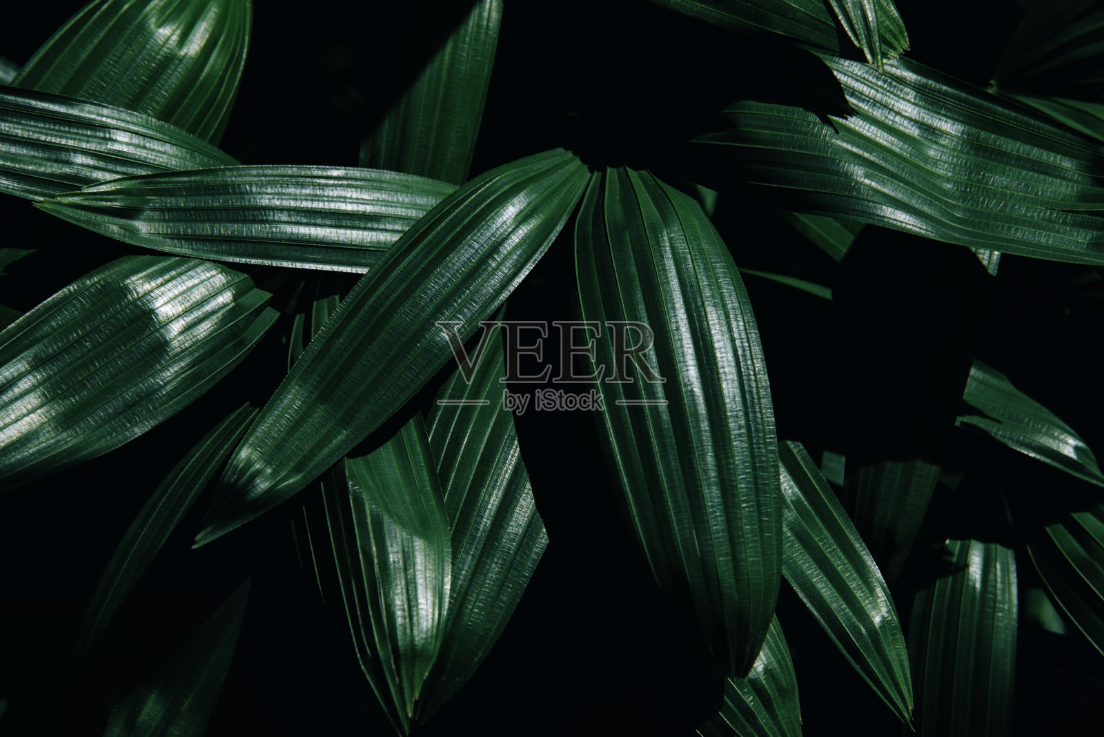 近景抽象棕榈叶纹理在深蓝色调，自然绿色背景照片摄影图片