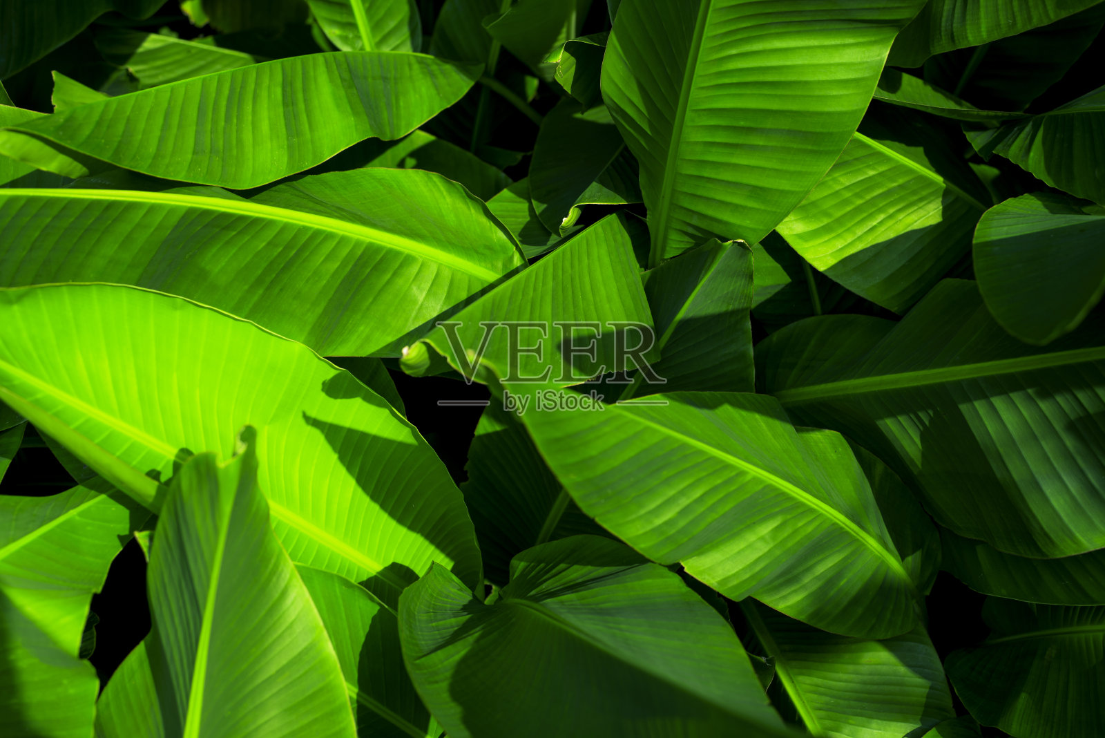 热带香蕉叶概念，天然绿色香蕉叶，绿色背景在亚洲和泰国照片摄影图片