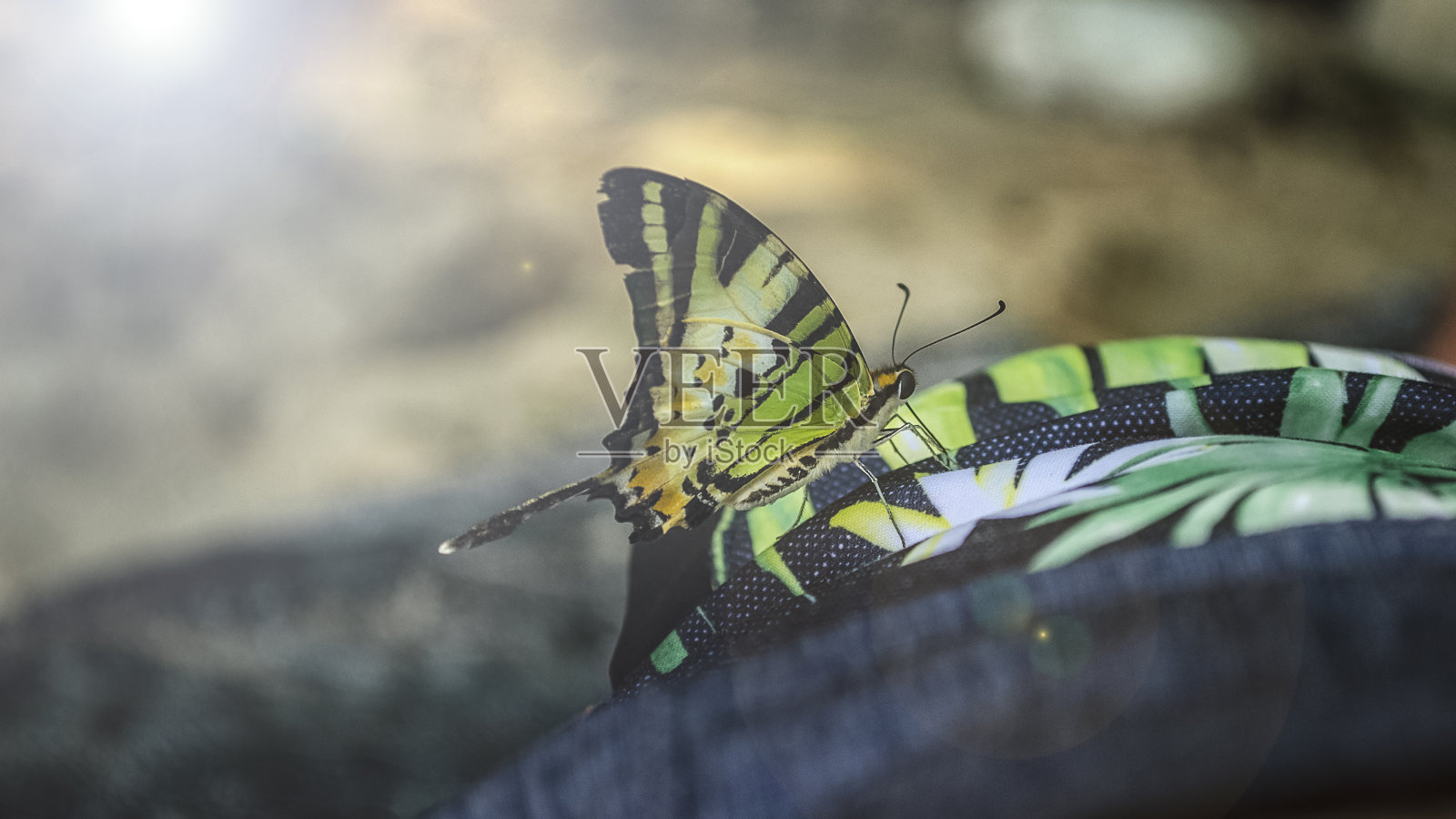 阳光下的彩色蝴蝶特写。自然背景照片摄影图片