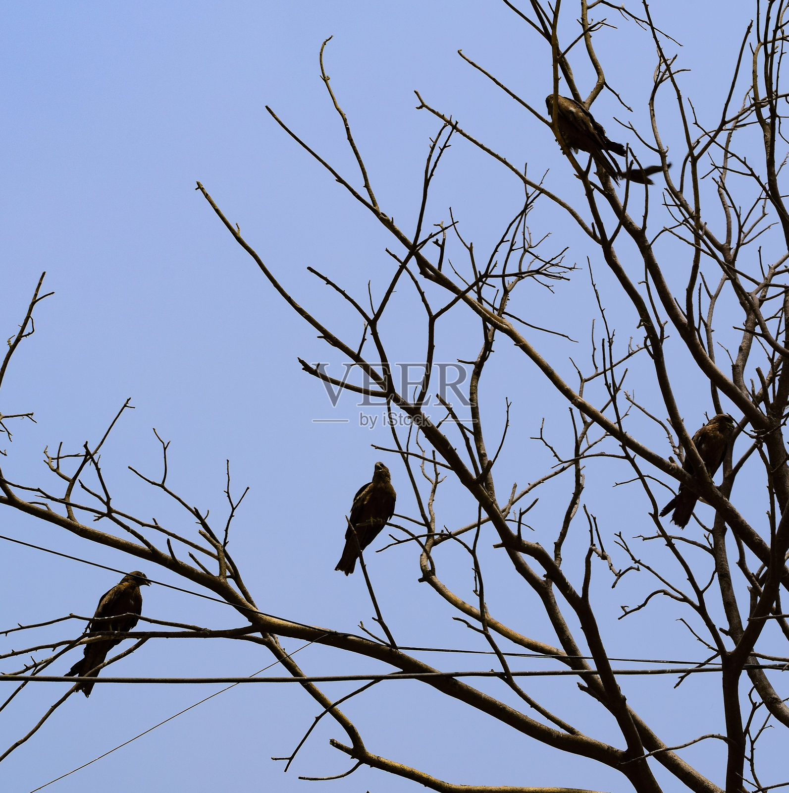 清晨，一只鹰坐在印度德里Sundar Nurusy附近的树枝上寻找食物照片摄影图片