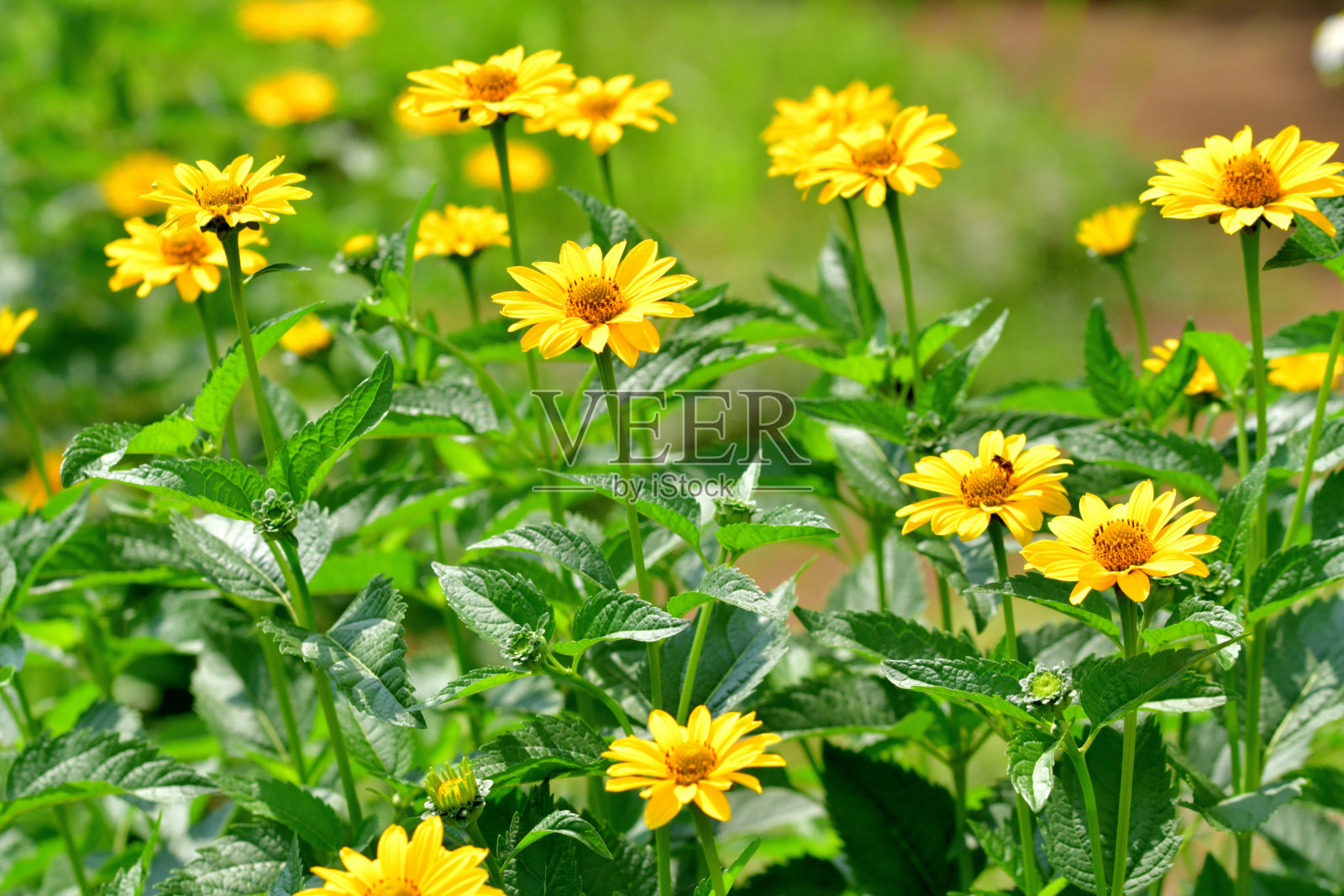 Heliopsis helianthides / Oxeye雏菊花照片摄影图片