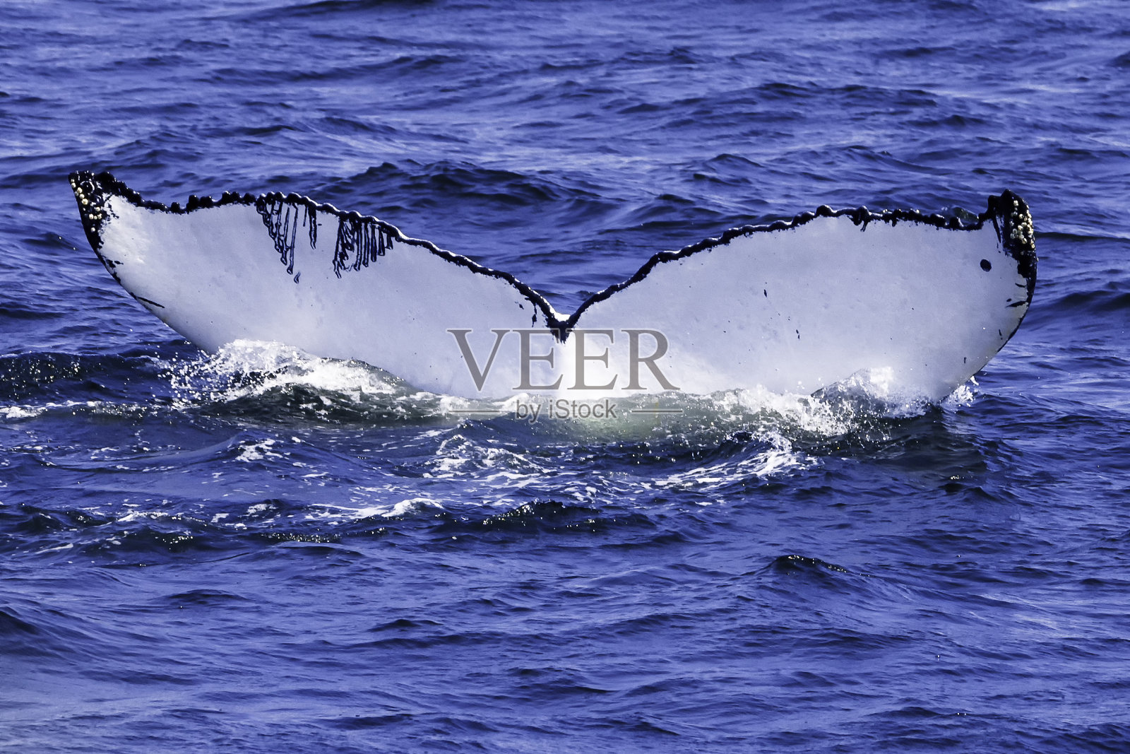 观赏鲸鱼。照片摄影图片