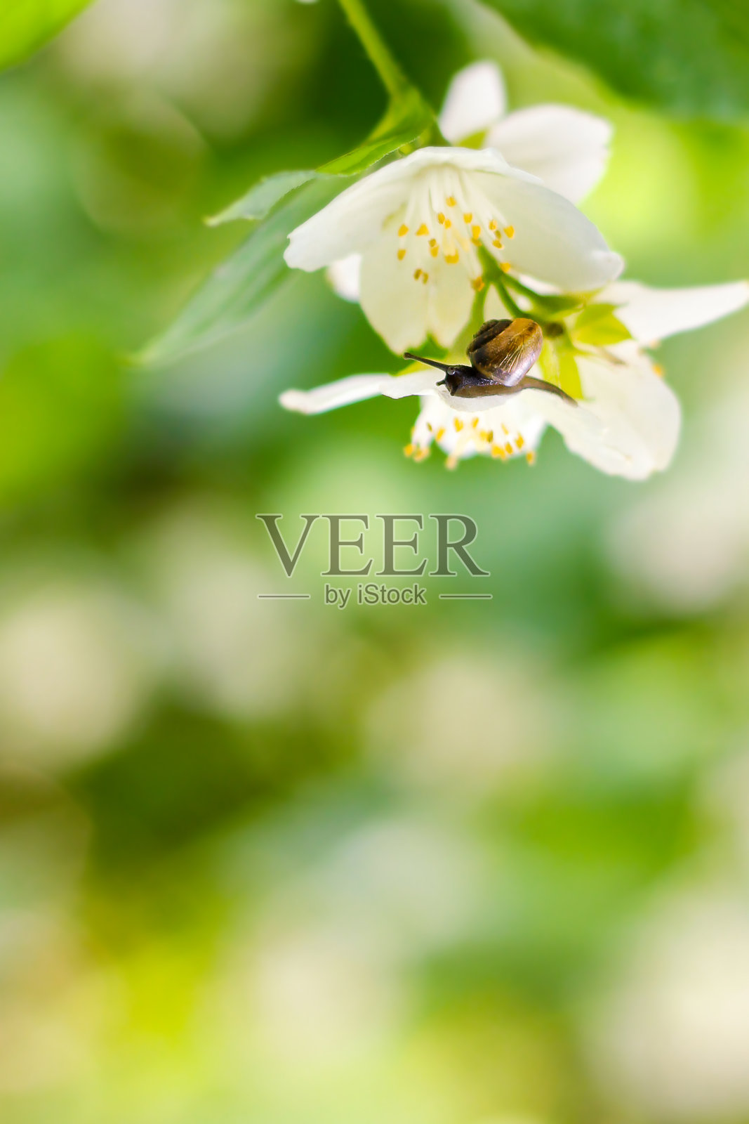 小蜗牛在一朵白色的茉莉花上。夏天的照片在新鲜的绿色植物。照片摄影图片