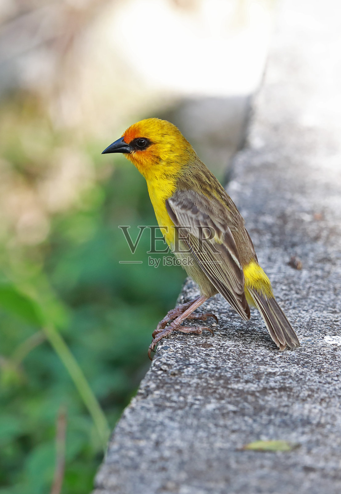 罗德里格斯福迪雀照片摄影图片