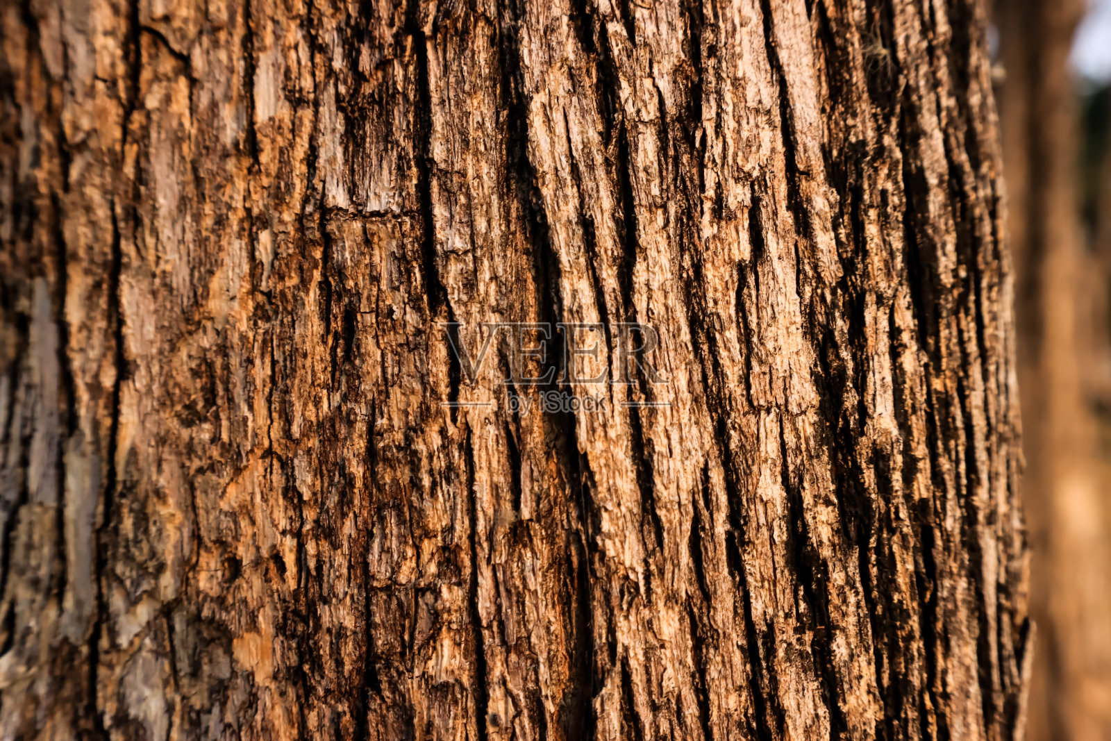 天然树皮纹理背景材料。为设计。老木材树背景图案。靠近干燥的树皮。照片摄影图片