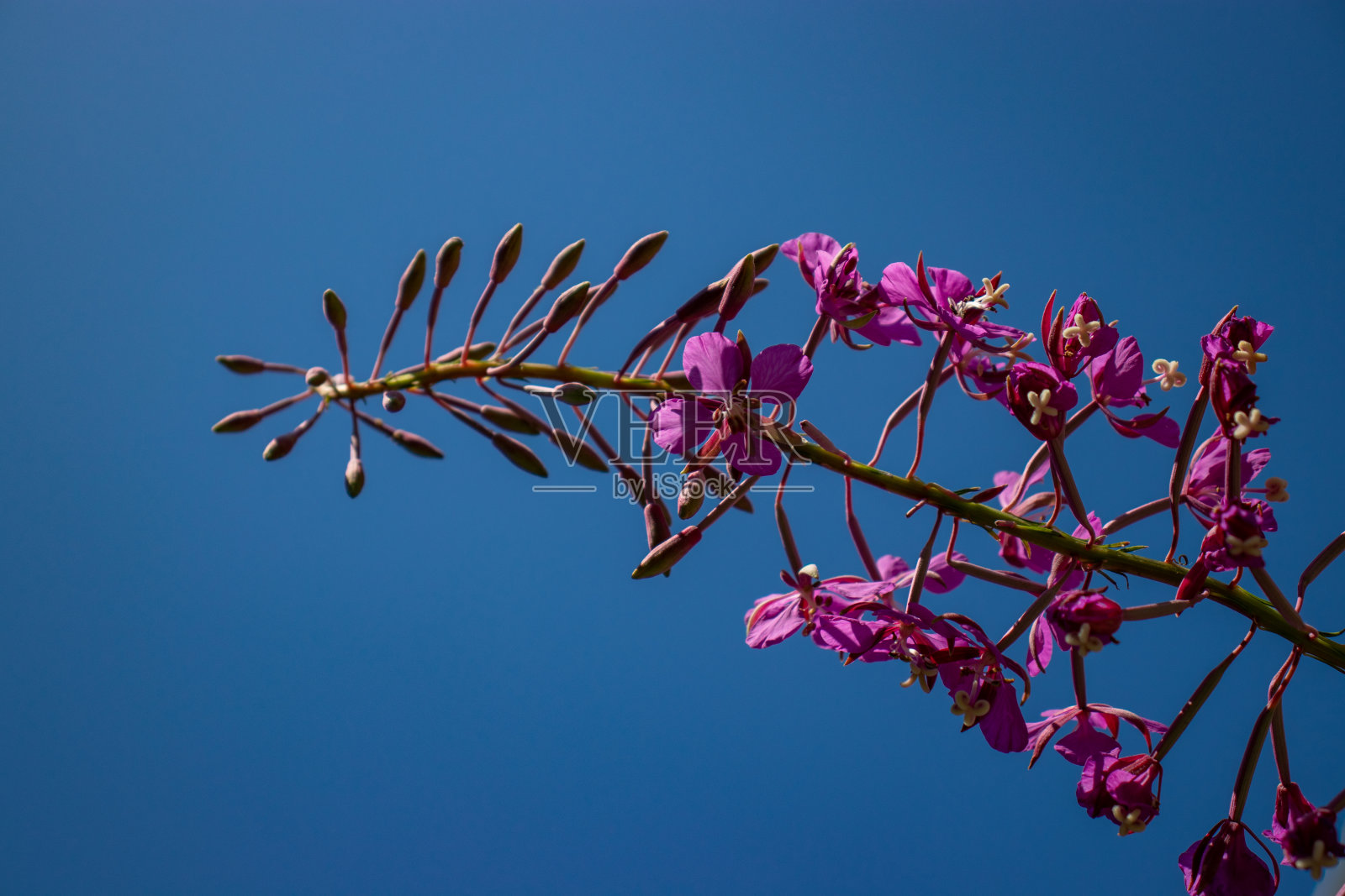 享受夏日阳光的花朵和花蕾-托菲诺，温哥华岛，加拿大照片摄影图片