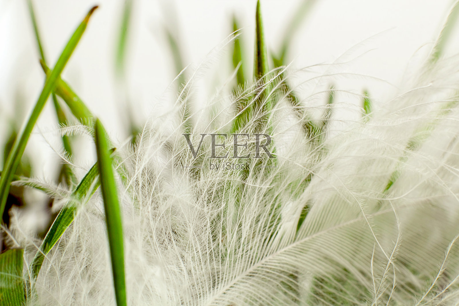 绿草上的白色羽毛。复活节快乐的概念。侧视图。照片摄影图片