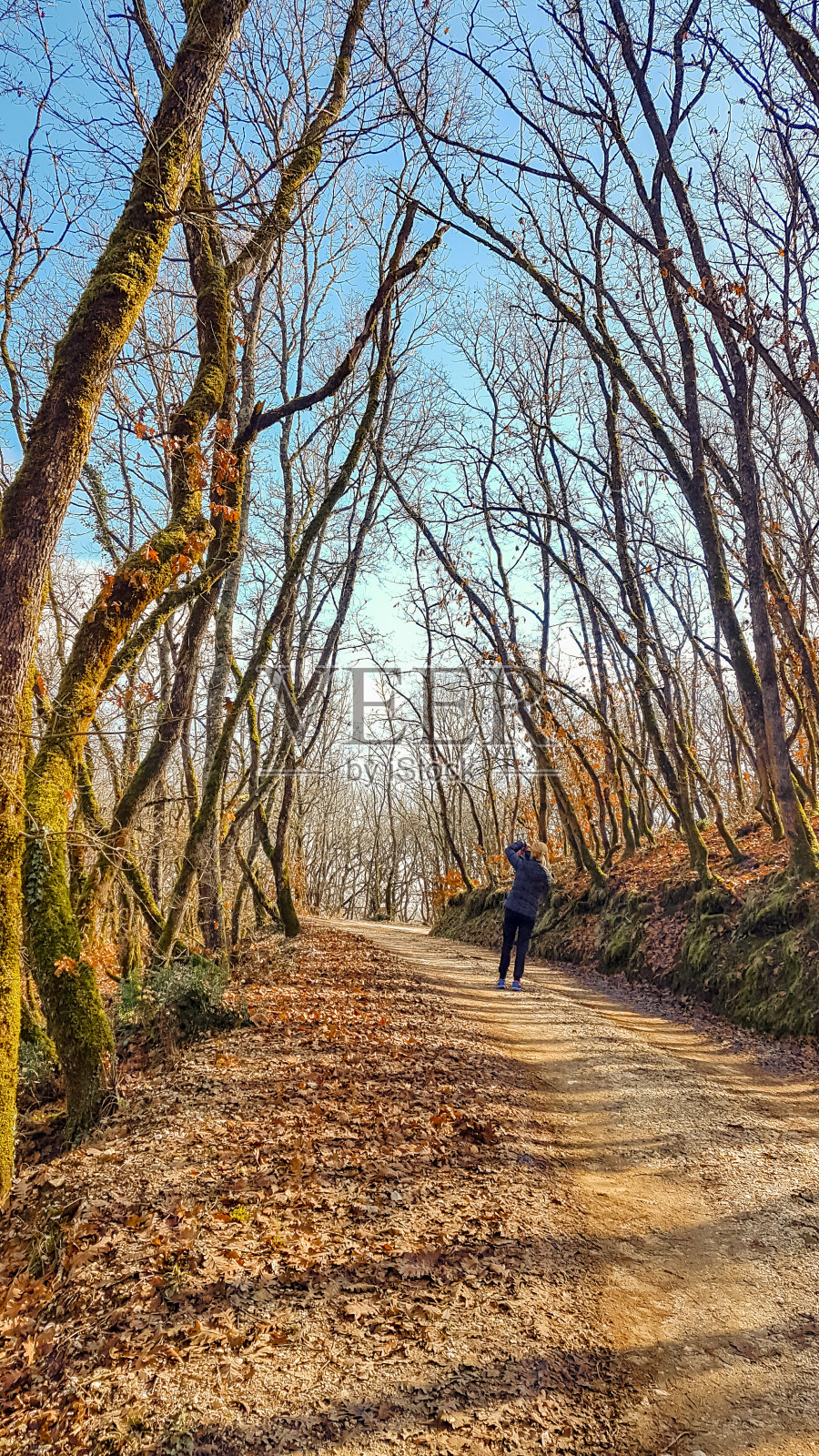 橡树林在秋冬季节小径穿过树木的自然背景照片摄影图片